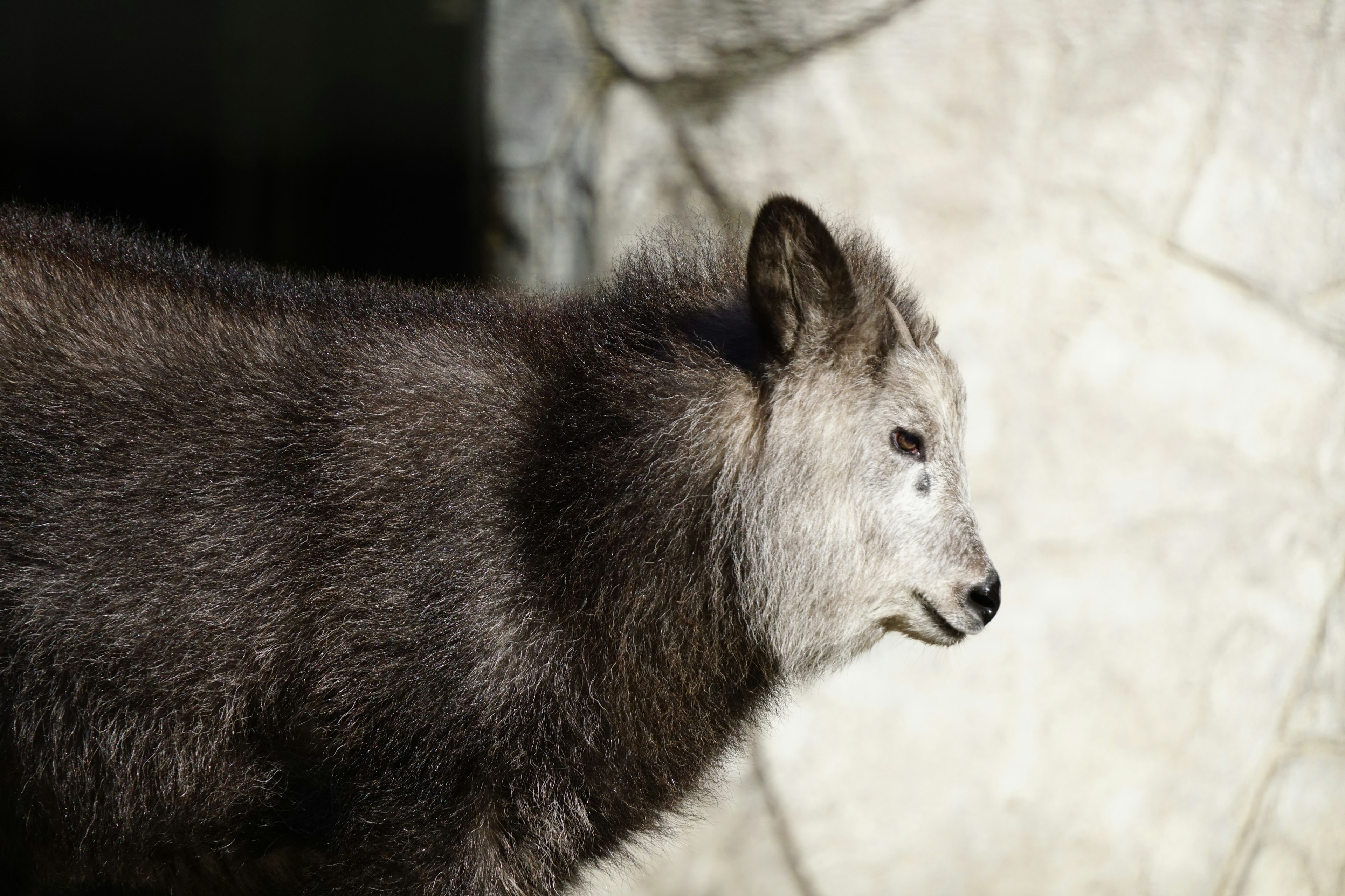 Gray wolf standing sideways with a bright stone wall in the background