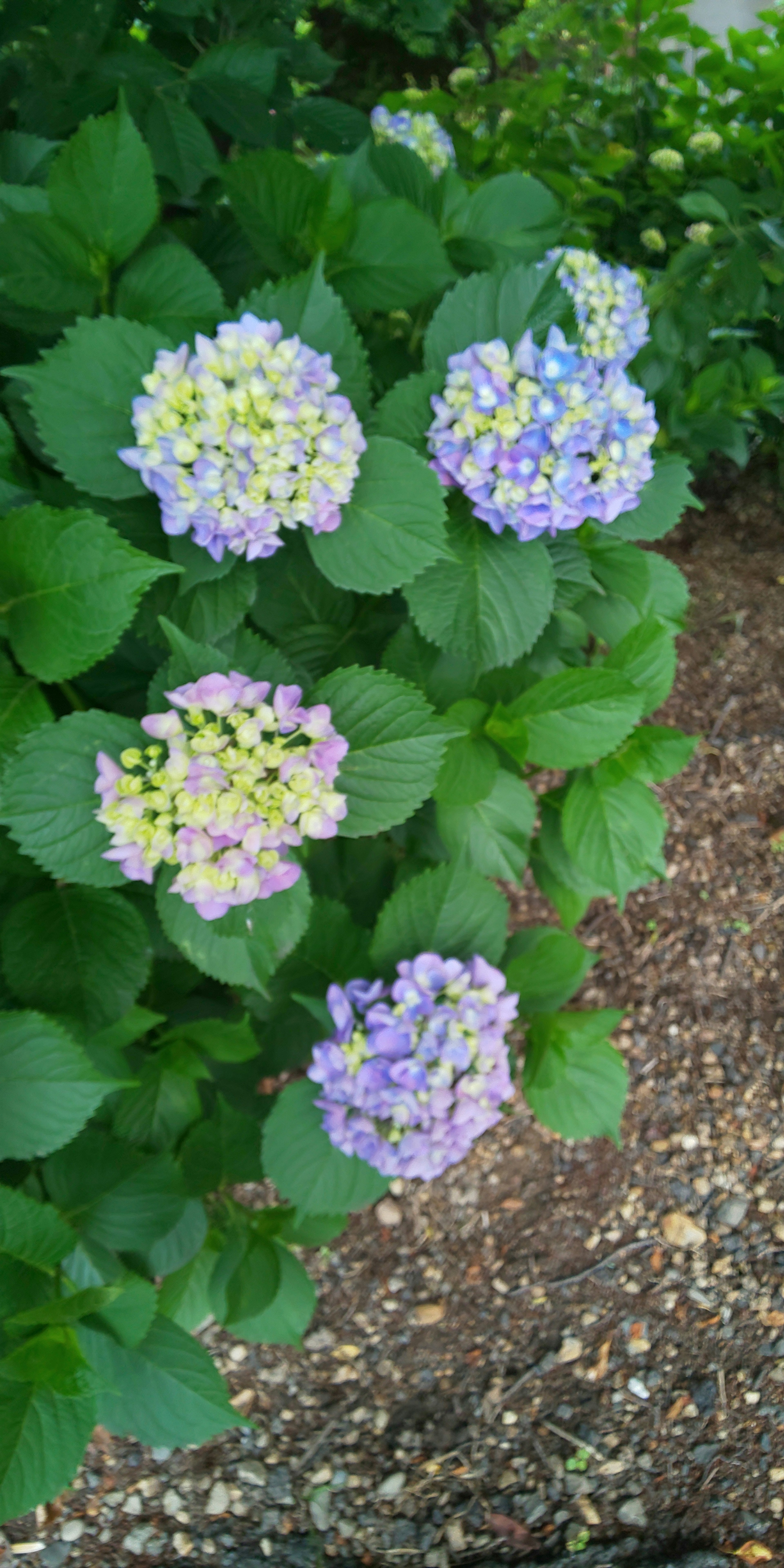 Hydrangea flowers in shades of blue and light green blooming