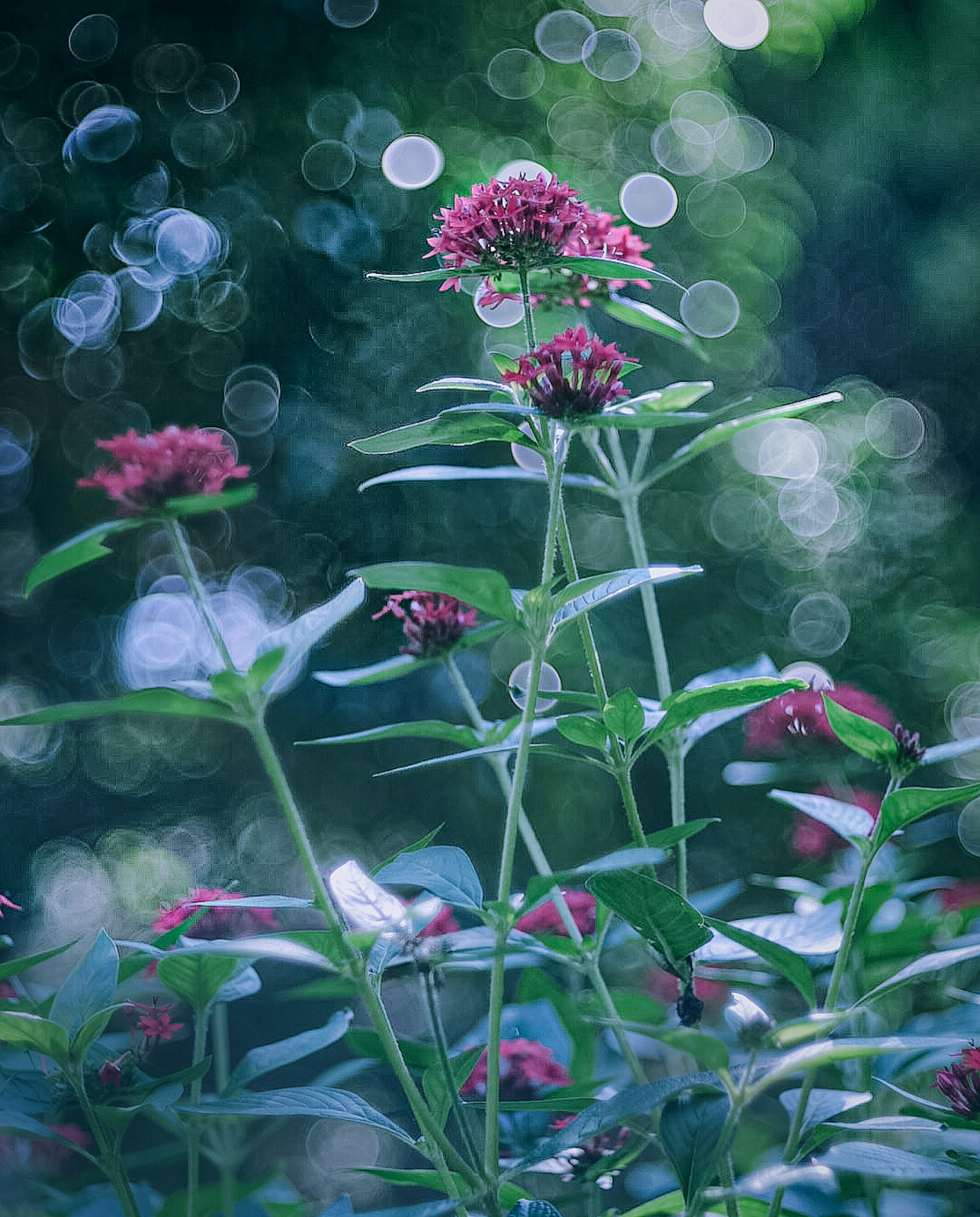 緑の背景に咲くピンクの花の群れ