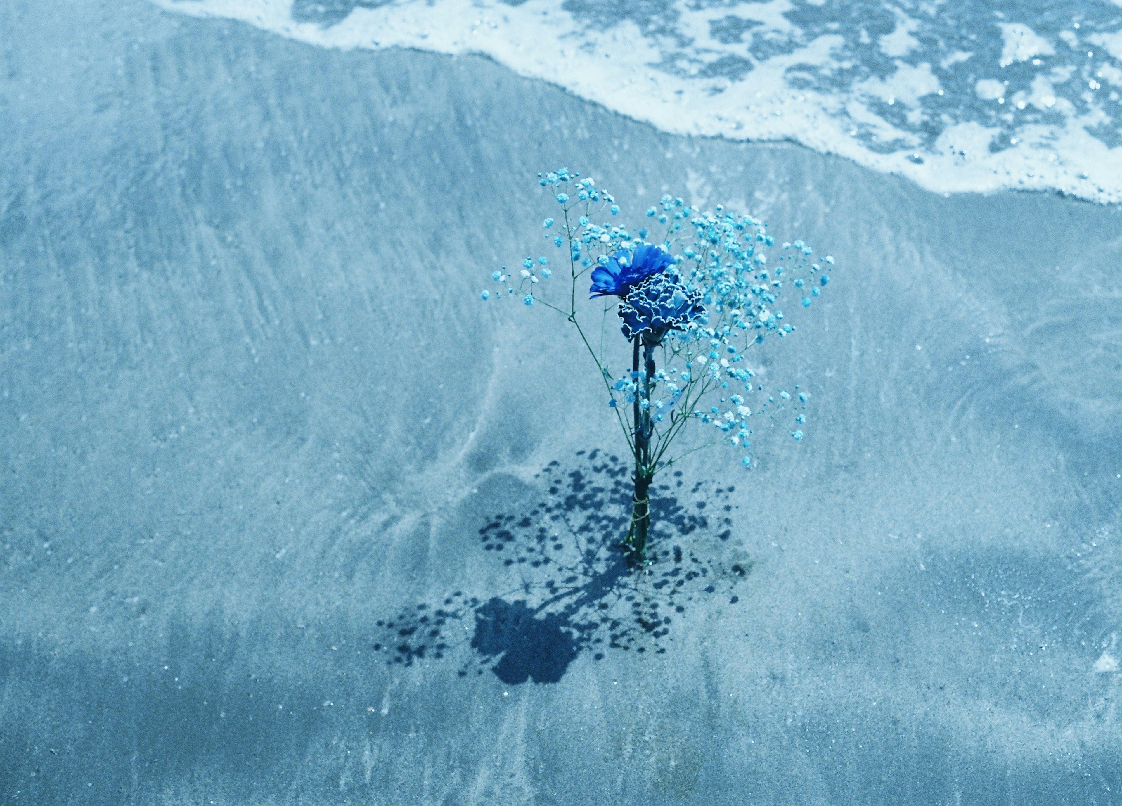 青い花が水の中に立っている美しい風景