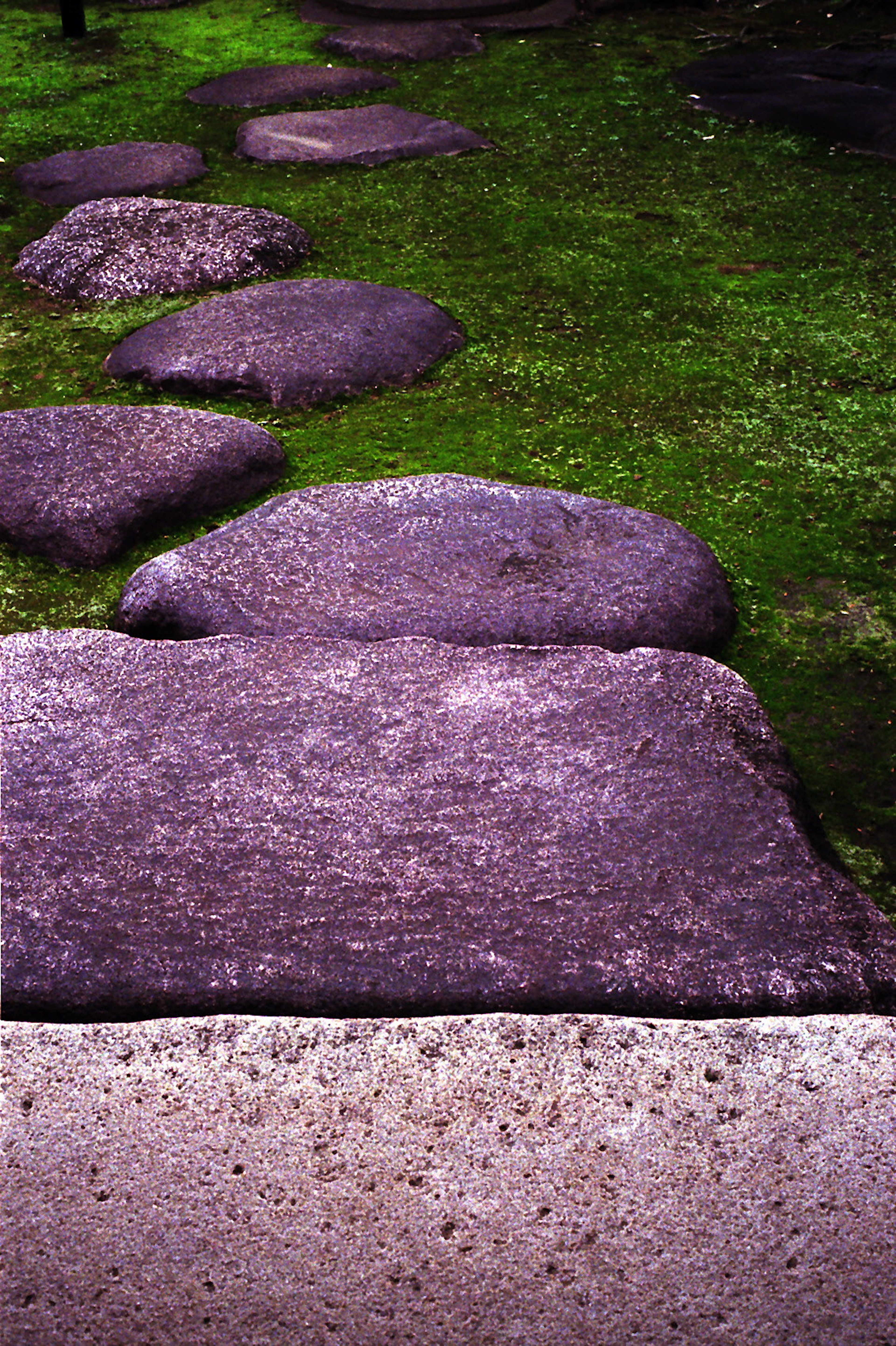 Allée de pierres violettes le long de l'herbe verte