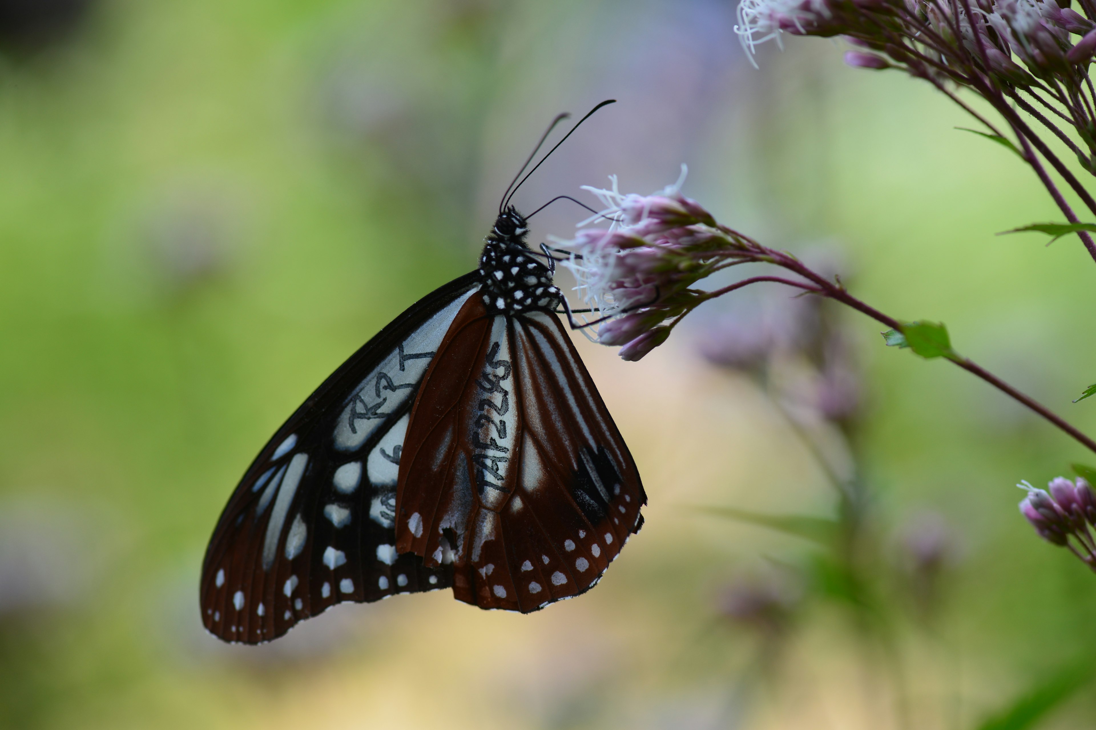 Una bellissima farfalla che fluttua vicino ai fiori