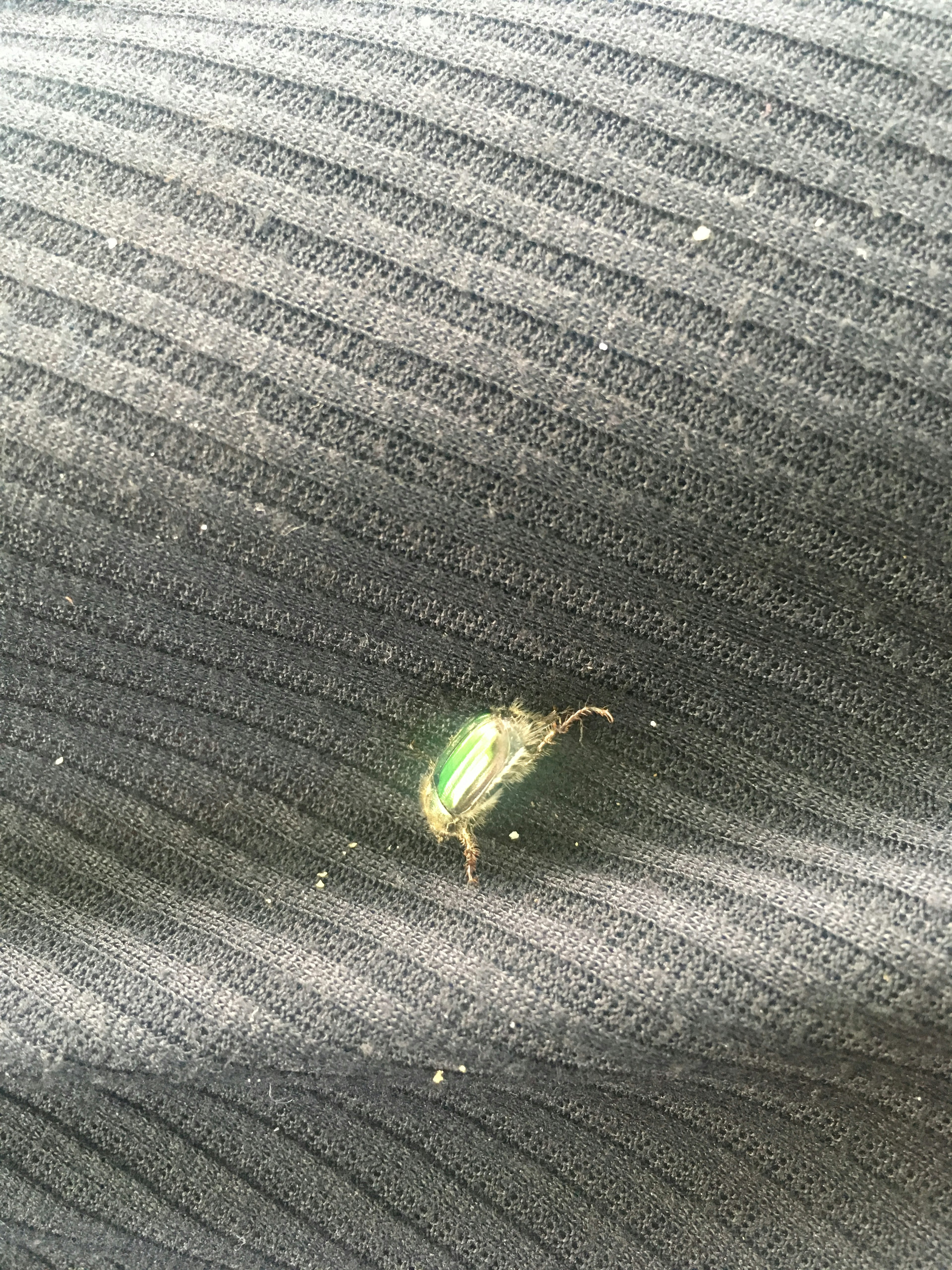 A green insect on black fabric