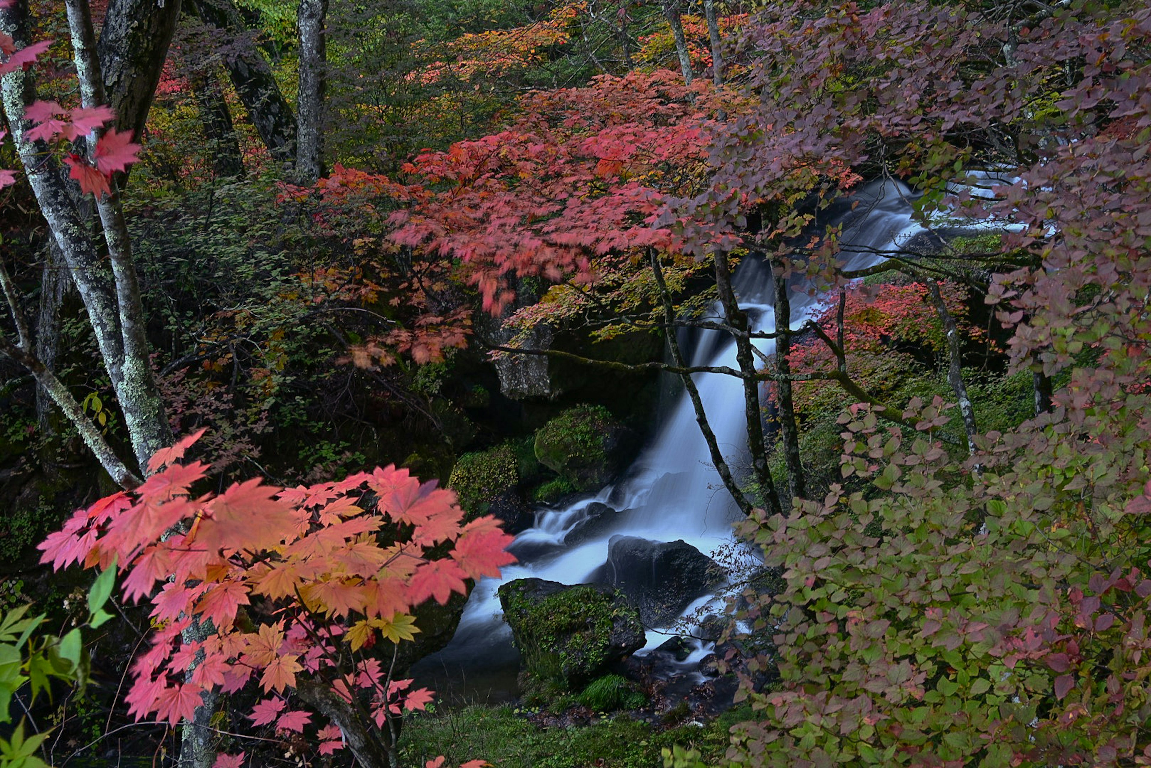 秋の紅葉に囲まれた小川の流れの風景