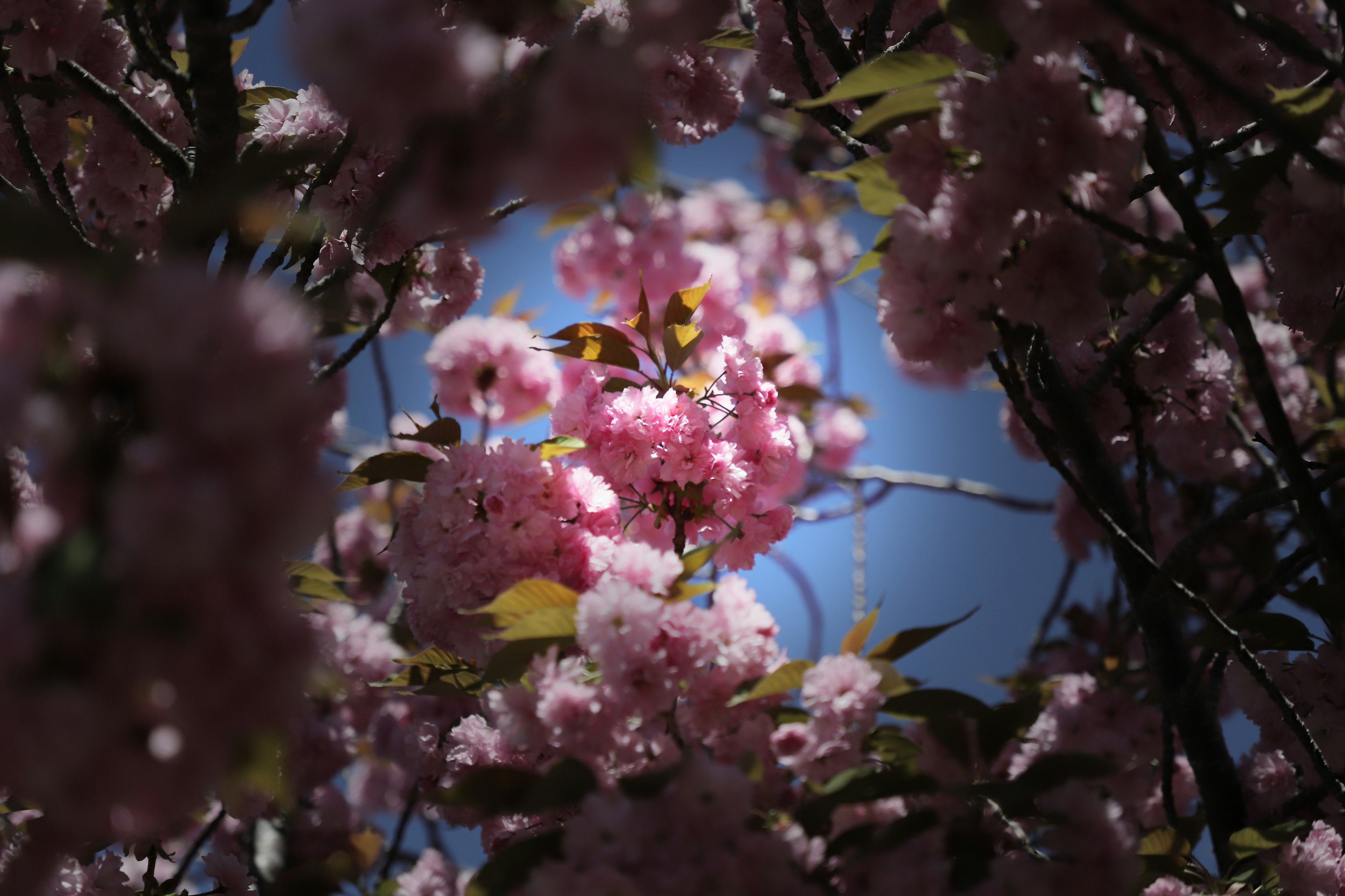 Bunga sakura mekar di latar belakang langit biru dengan kelopak merah muda