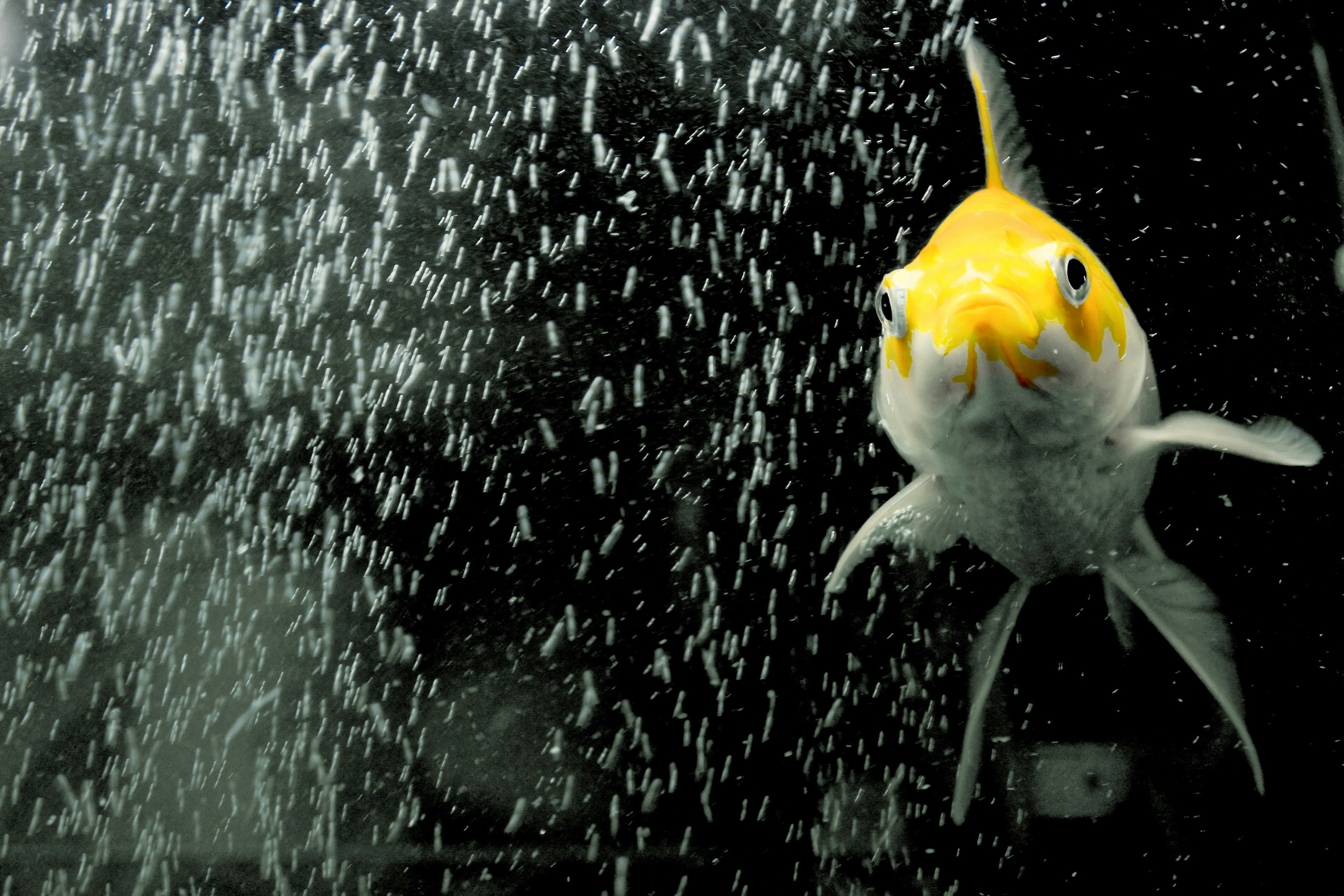 Goldfish swimming in bubbles underwater