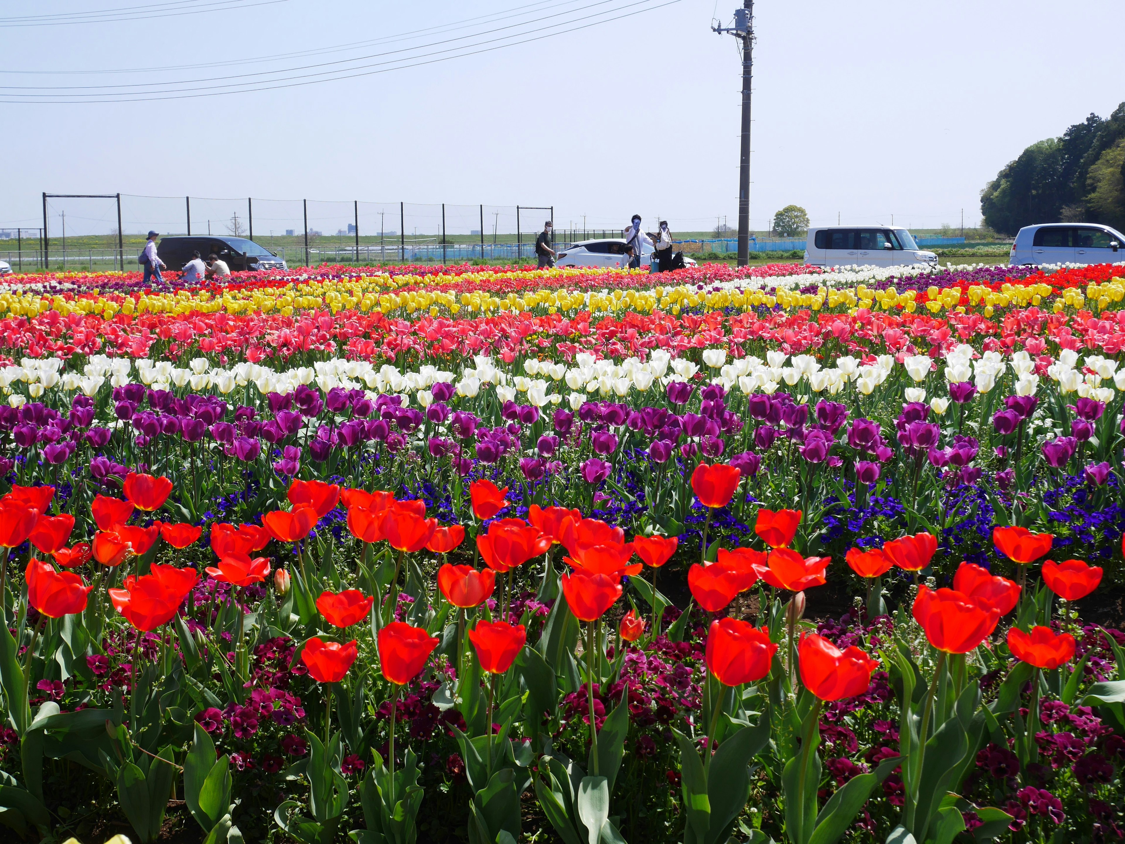 Champs de tulipes colorées sous un ciel bleu clair