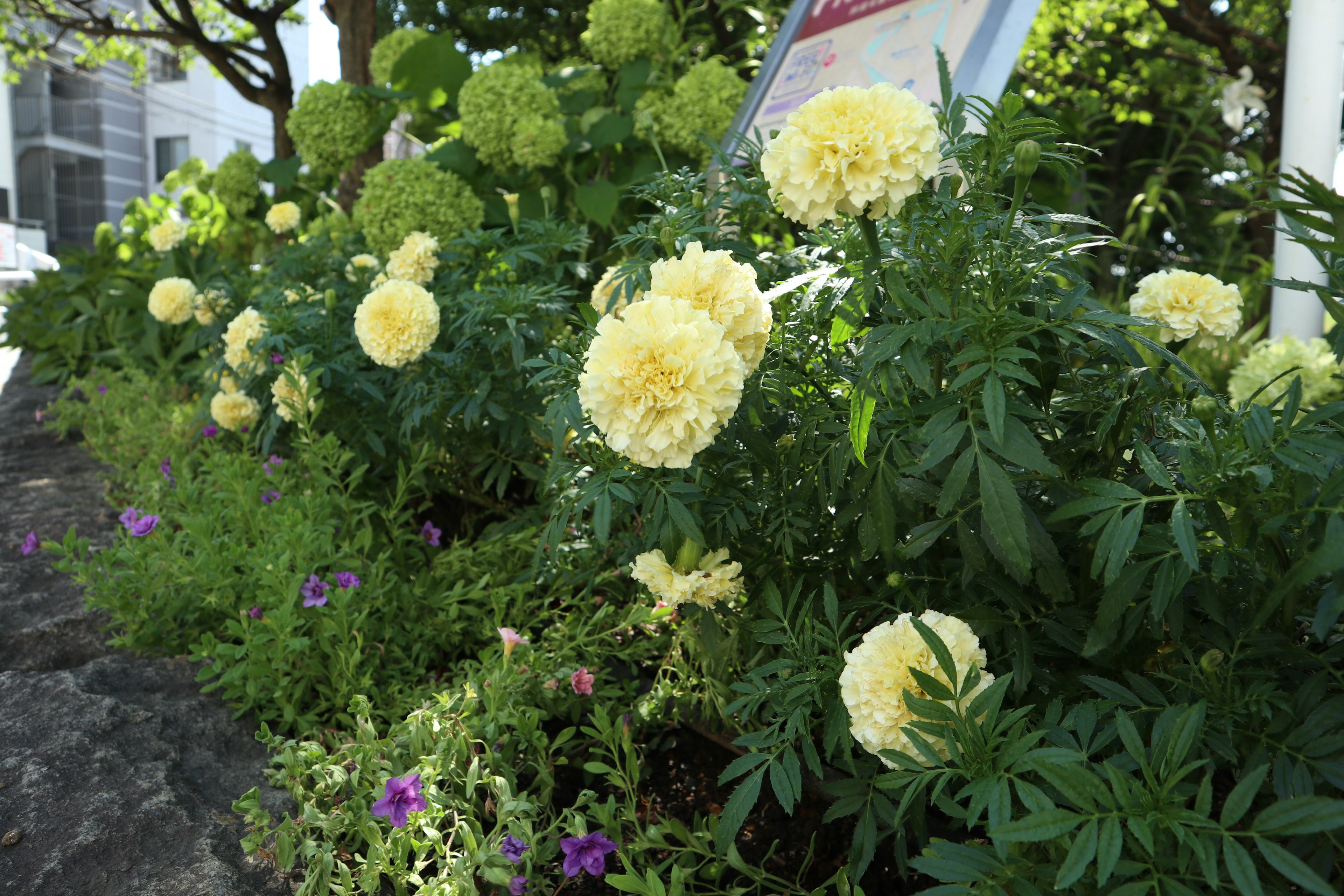 一个有黄色花和郁郁葱葱绿色叶子的花园场景