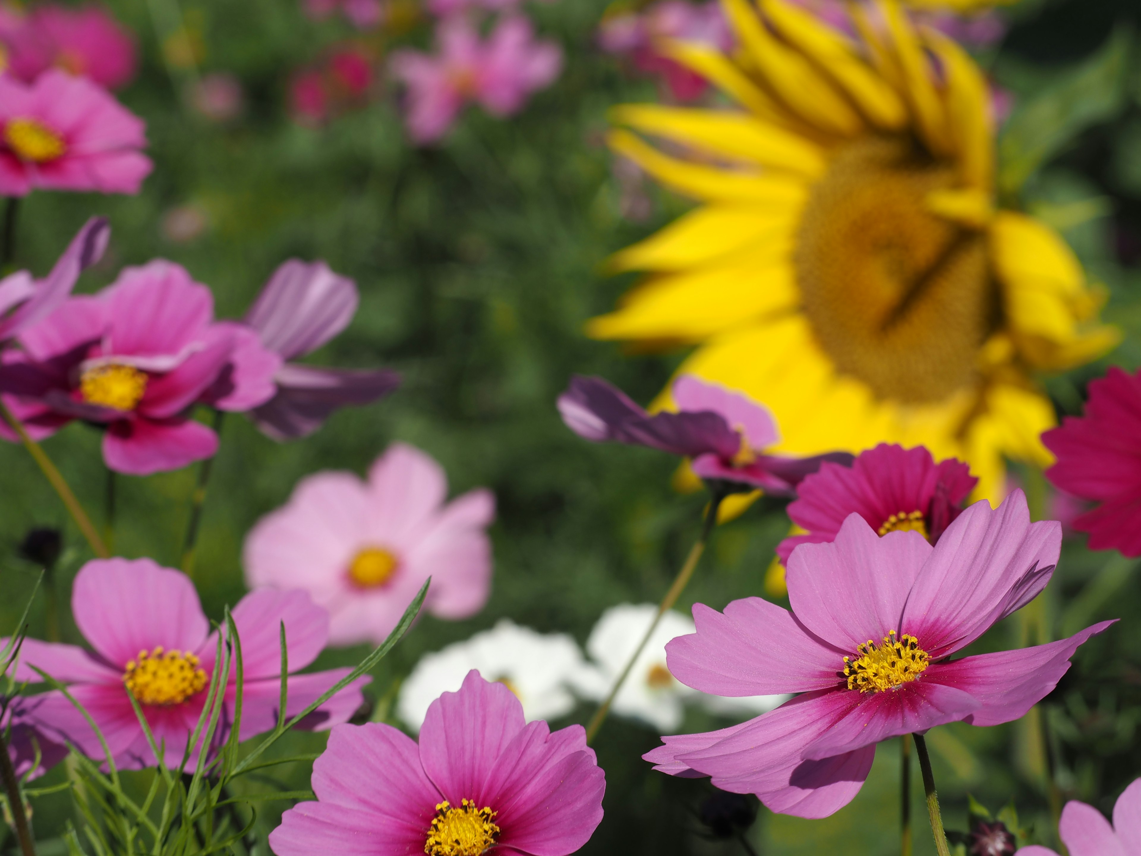 Vibrant floral scene featuring pink cosmos flowers and a bright yellow sunflower