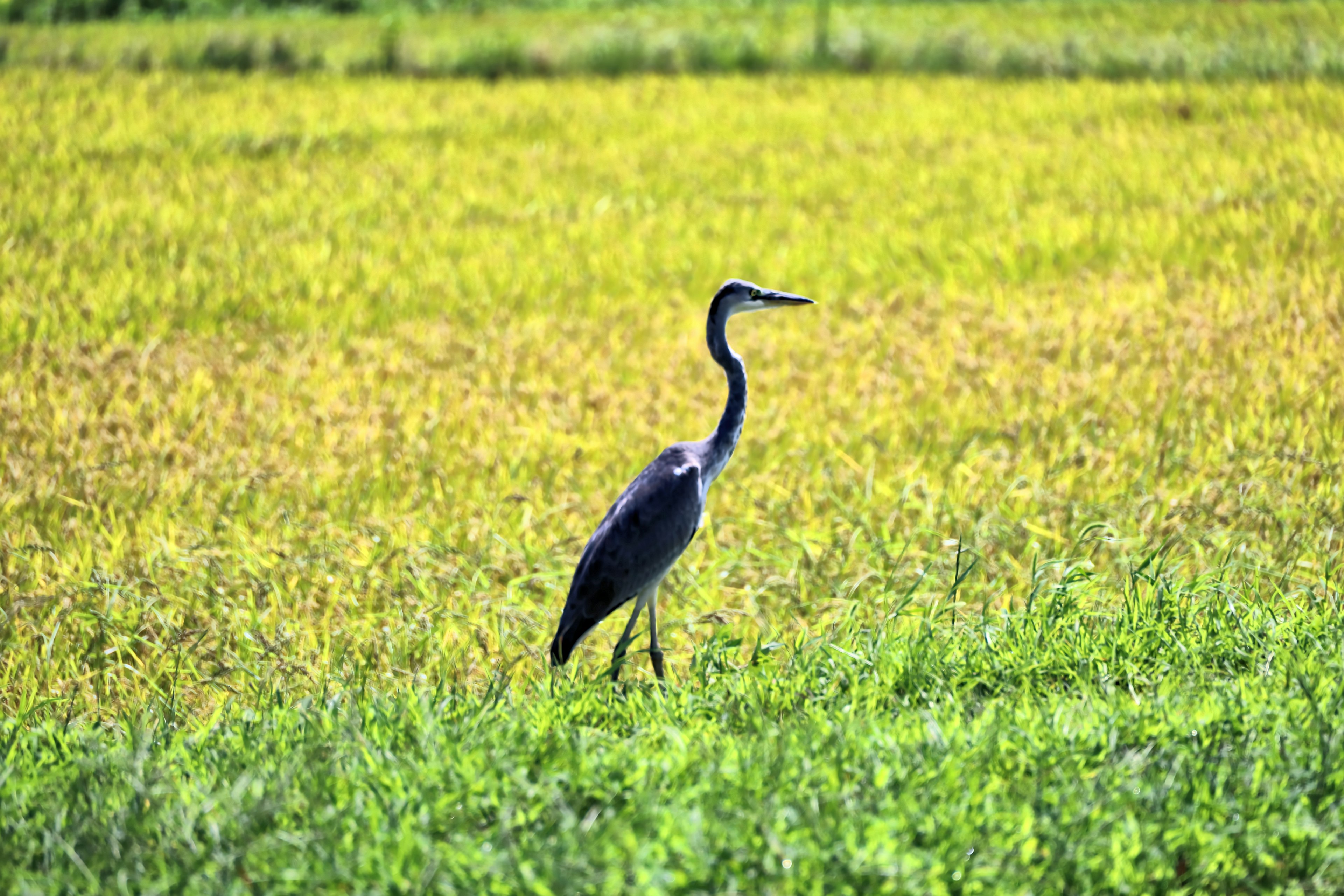 นกกระสาสีเทายืนอยู่ในนาข้าว