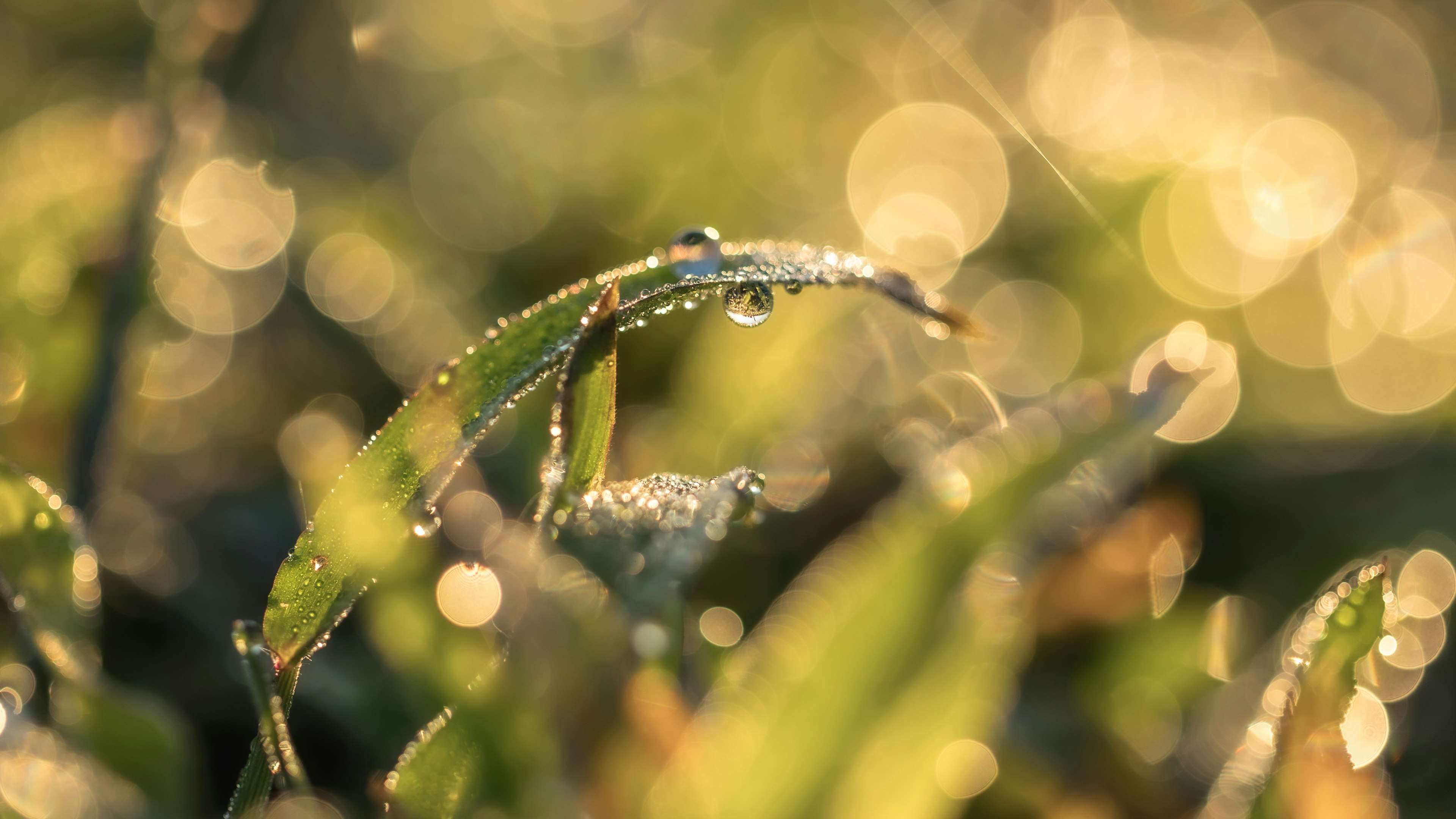 Dew-covered green grass blades with blurred golden light in the background