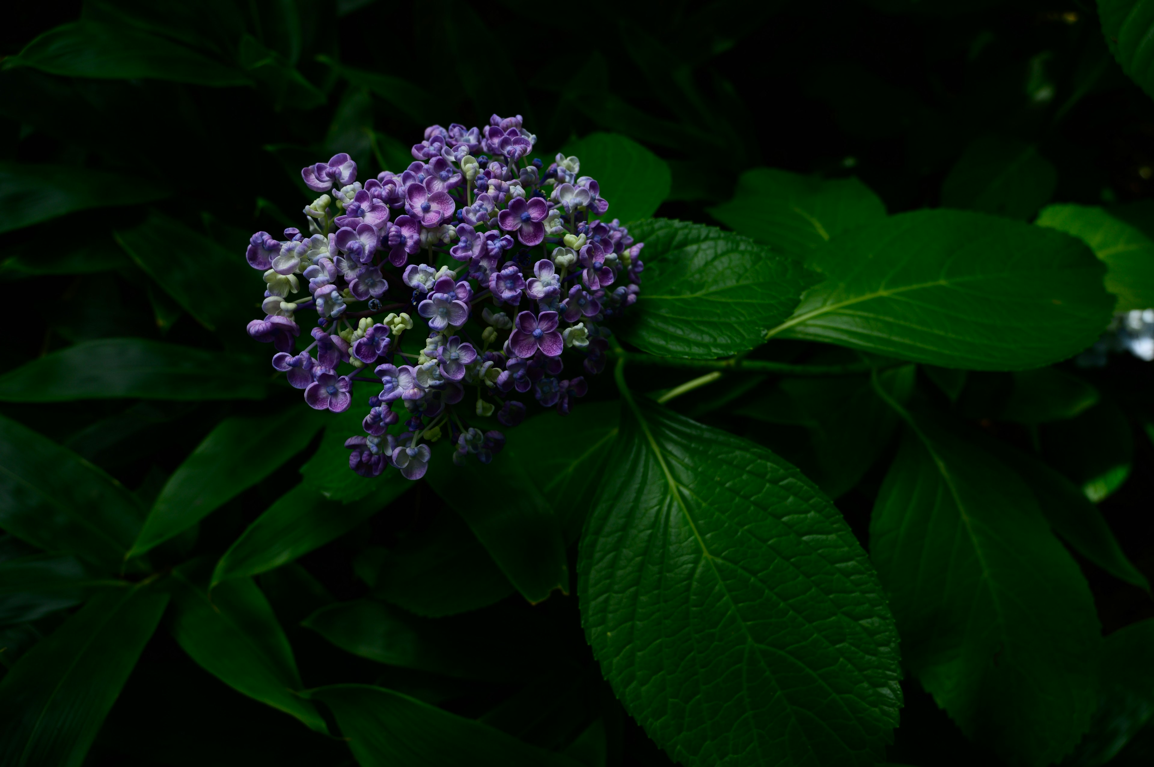 紫色の花と緑の葉が美しい植物のクローズアップ