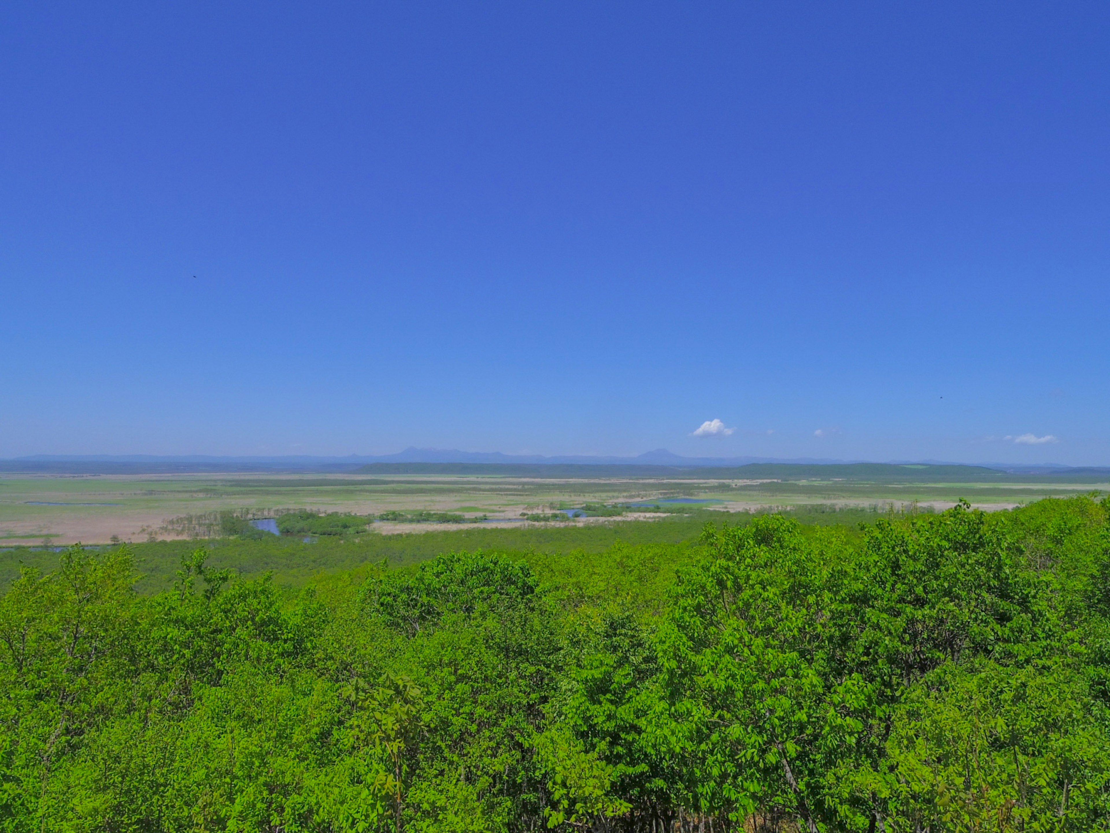 Vista panorámica de árboles verdes bajo un cielo azul claro