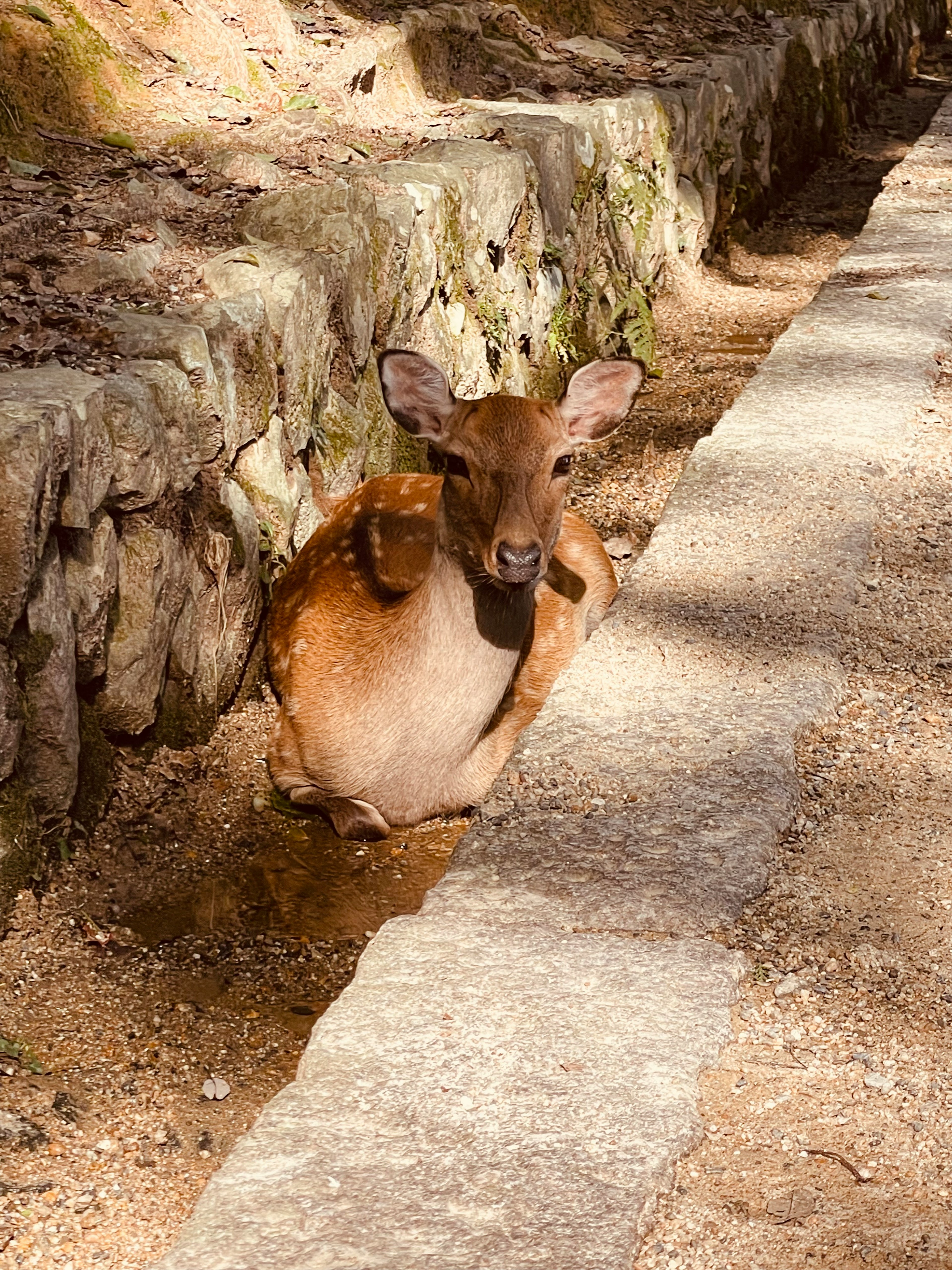 A young deer resting beside a stone path