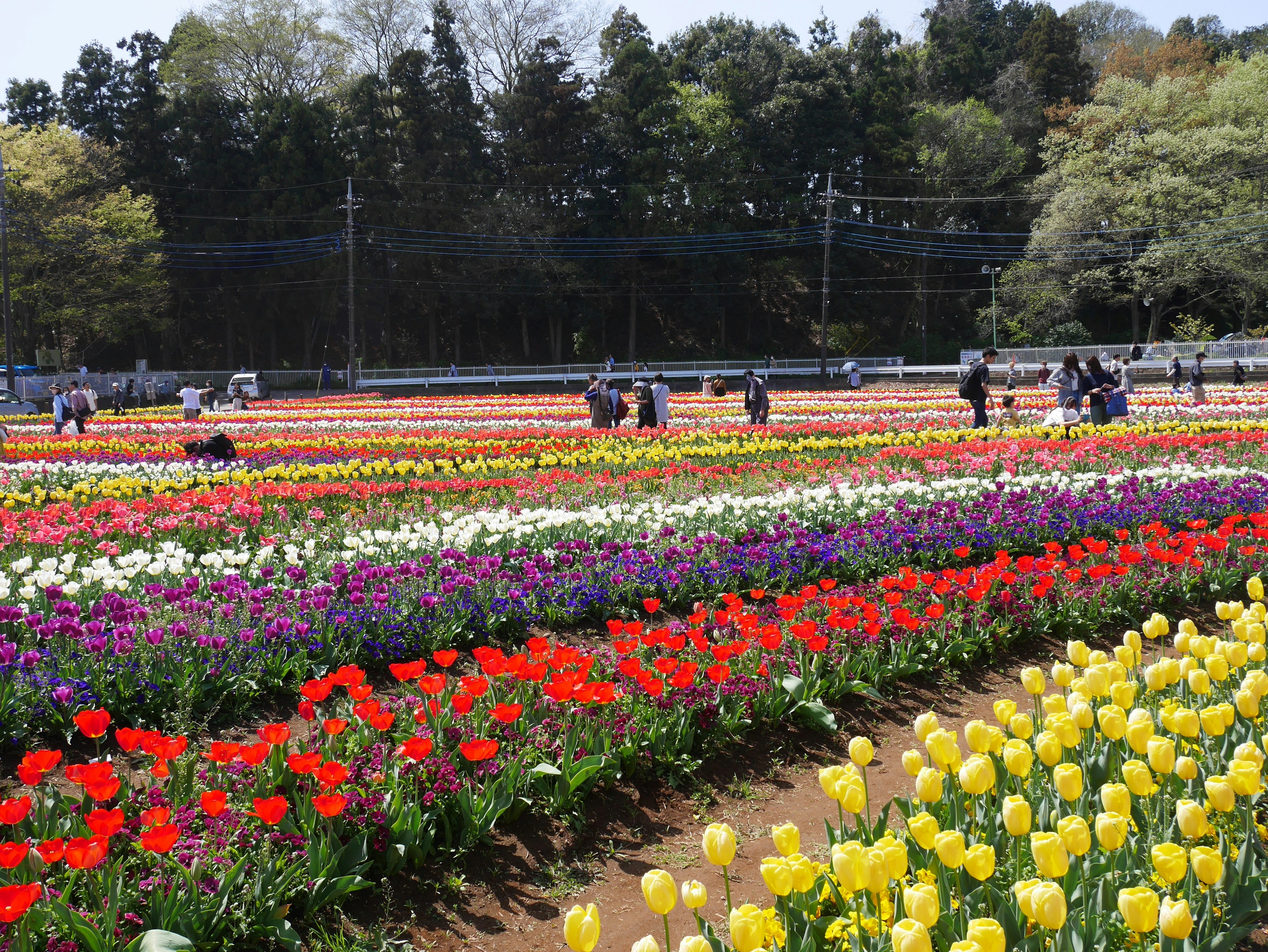 Besucher genießen ein lebhaftes Tulpenfeld mit Reihen bunter Blumen