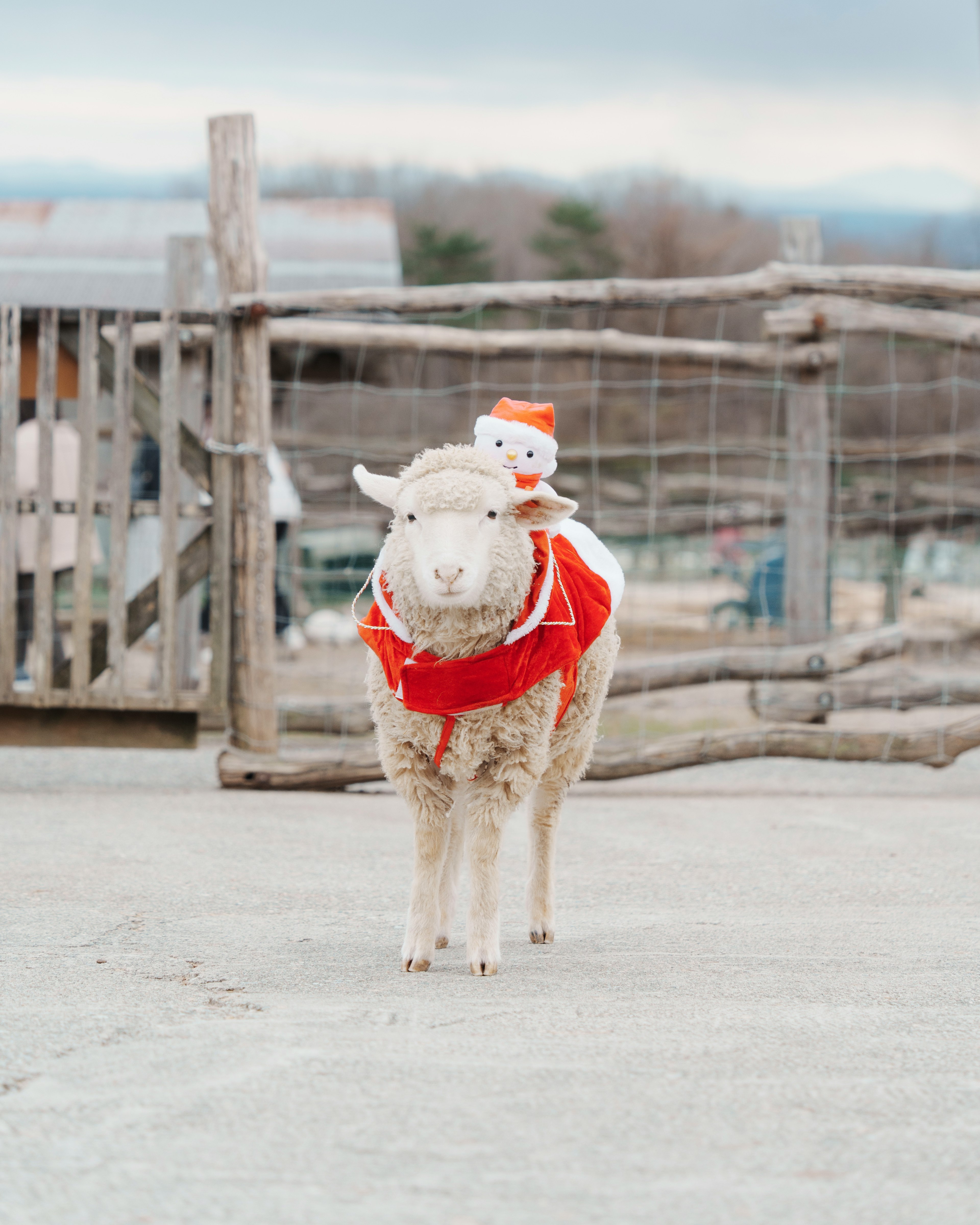 Un mouton portant une cape rouge avec un jouet en peluche bonhomme de neige sur le dos