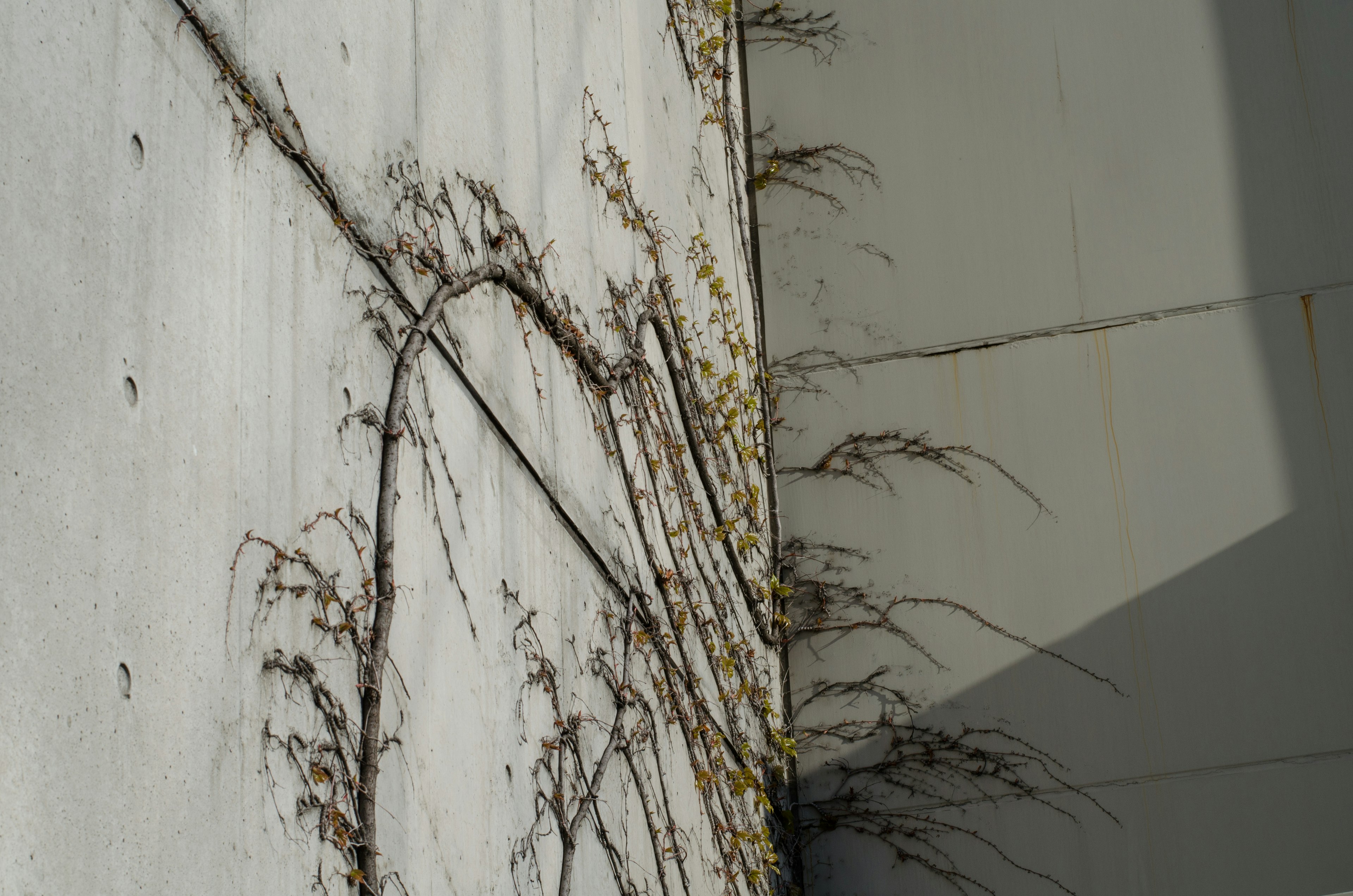 Vides creciendo en una pared de concreto con sombras y texturas