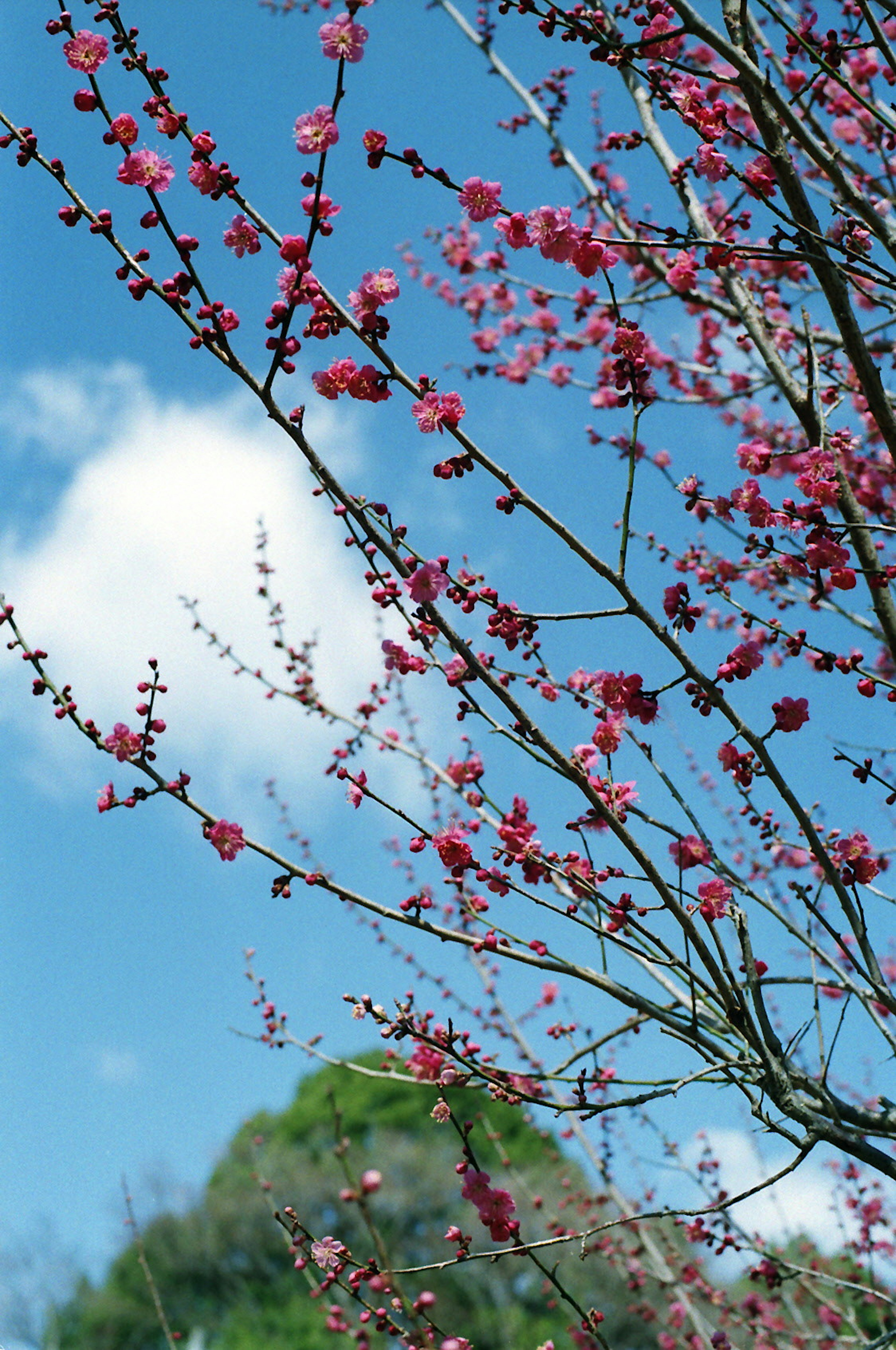 Branches of a tree with pink blossoms against a blue sky