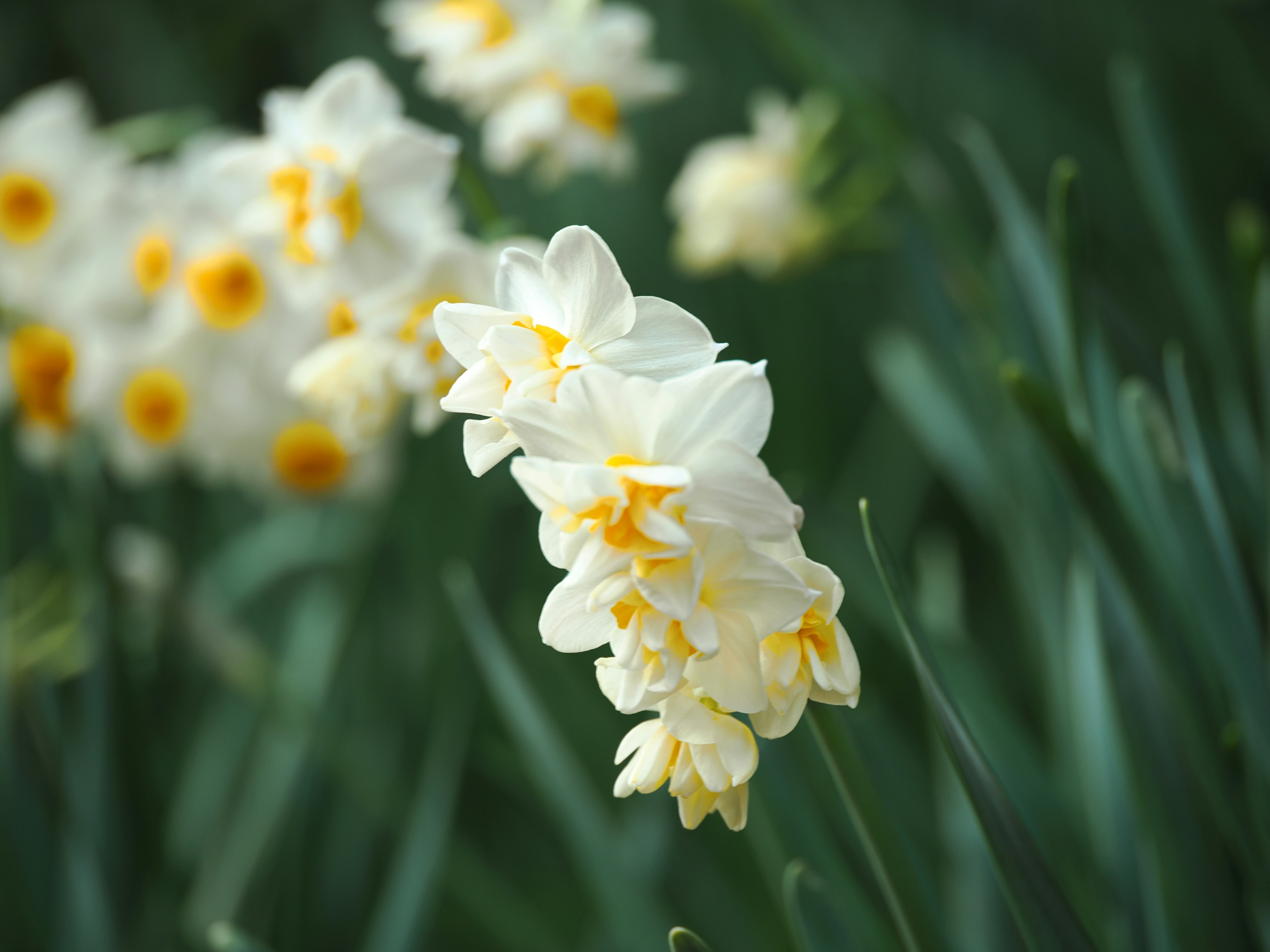 Sekumpulan bunga daffodil putih dengan pusat kuning di latar belakang hijau subur