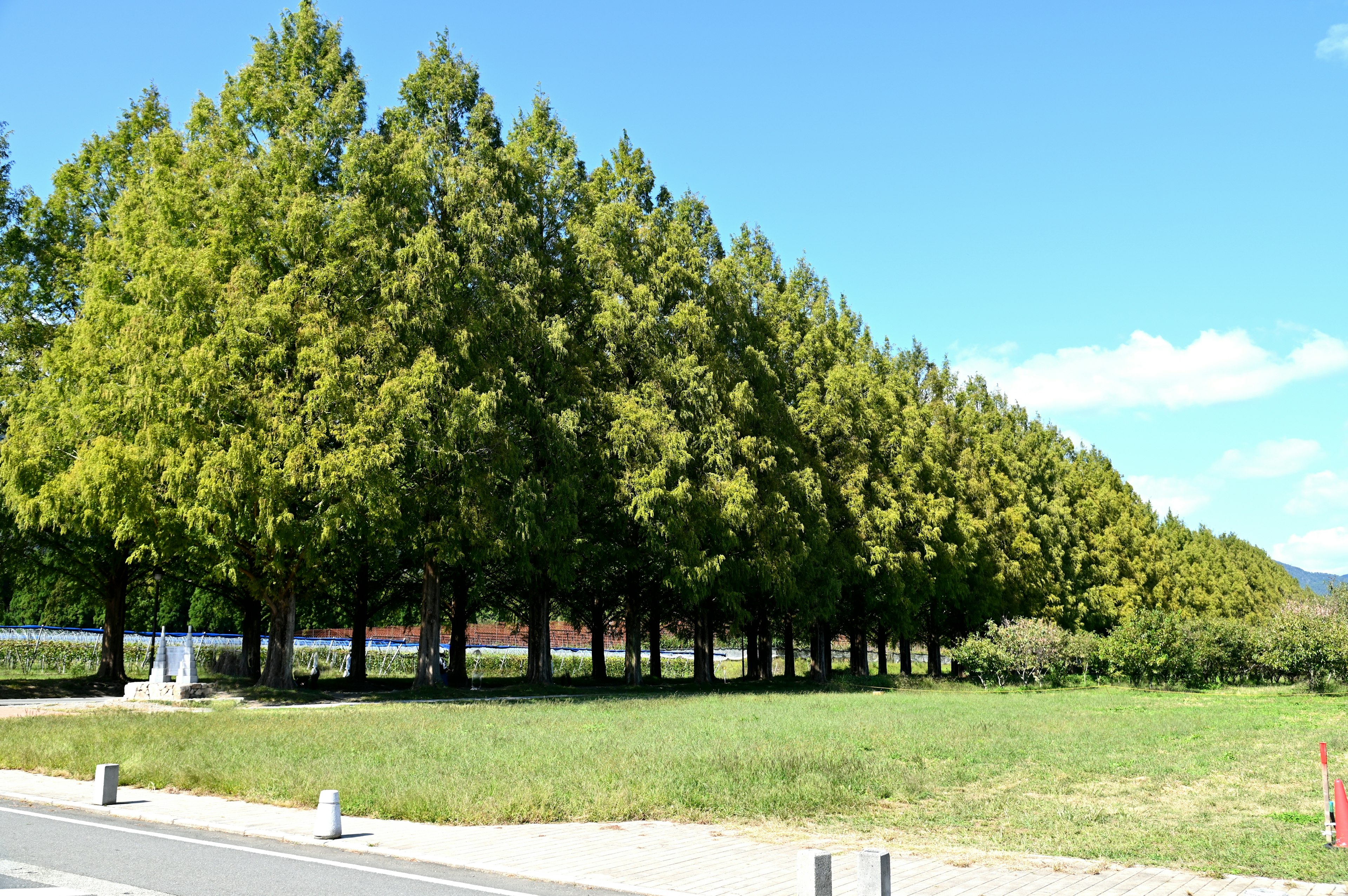 Fila di alberi verdi sotto un cielo azzurro con un campo erboso