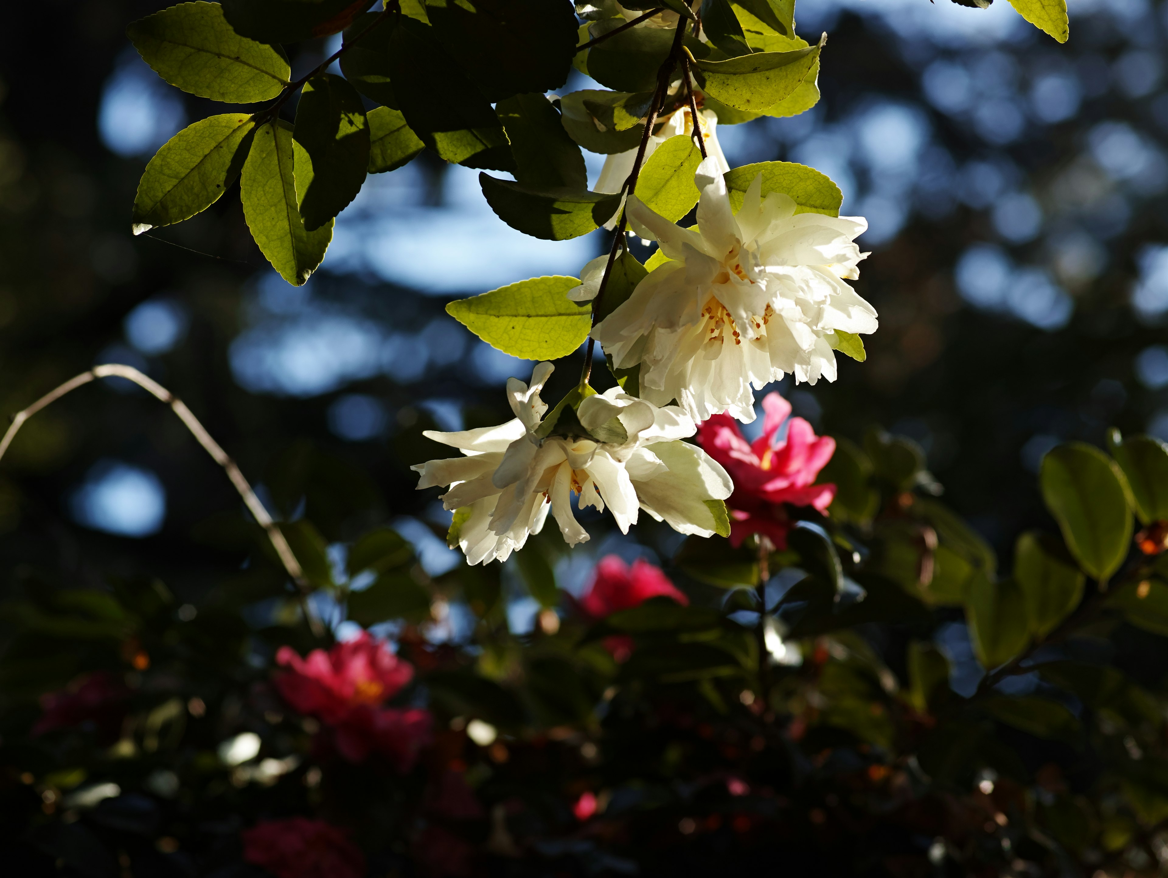 Escena hermosa con flores blancas y rojas rodeadas de hojas verdes