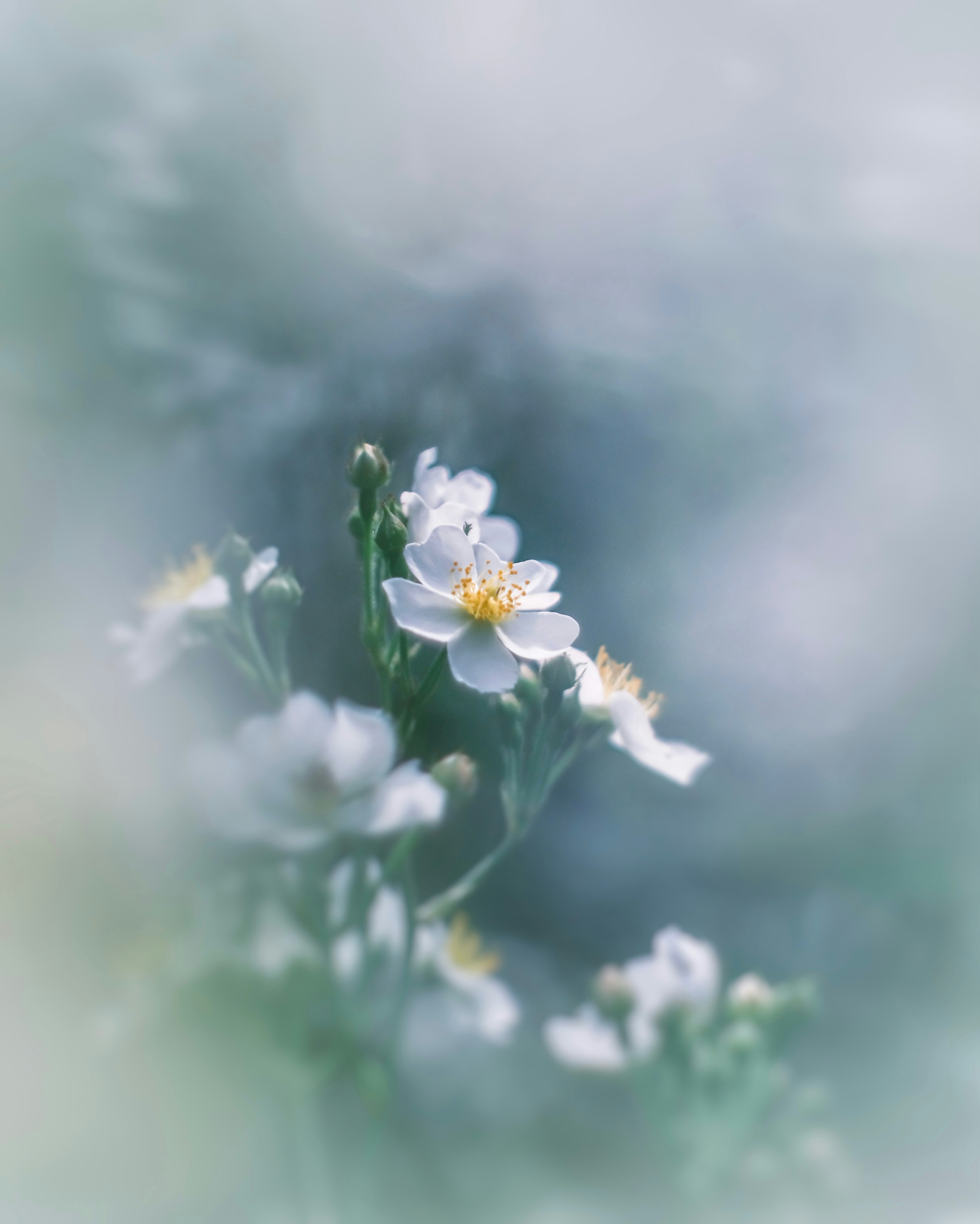 Zarte weiße Blumen blühen vor einem sanften blauen Hintergrund