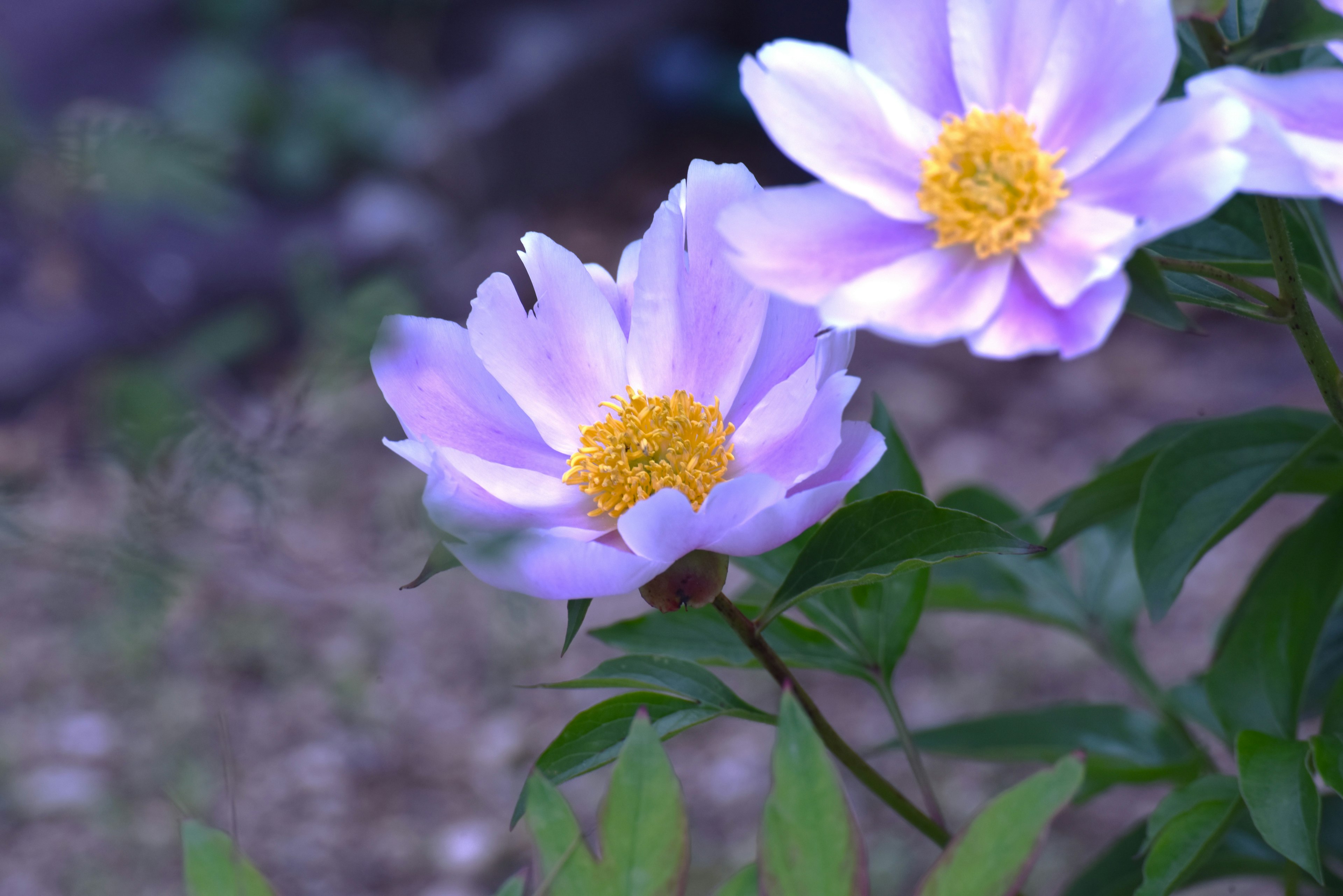 Flowers with light purple petals and yellow centers blooming in a garden