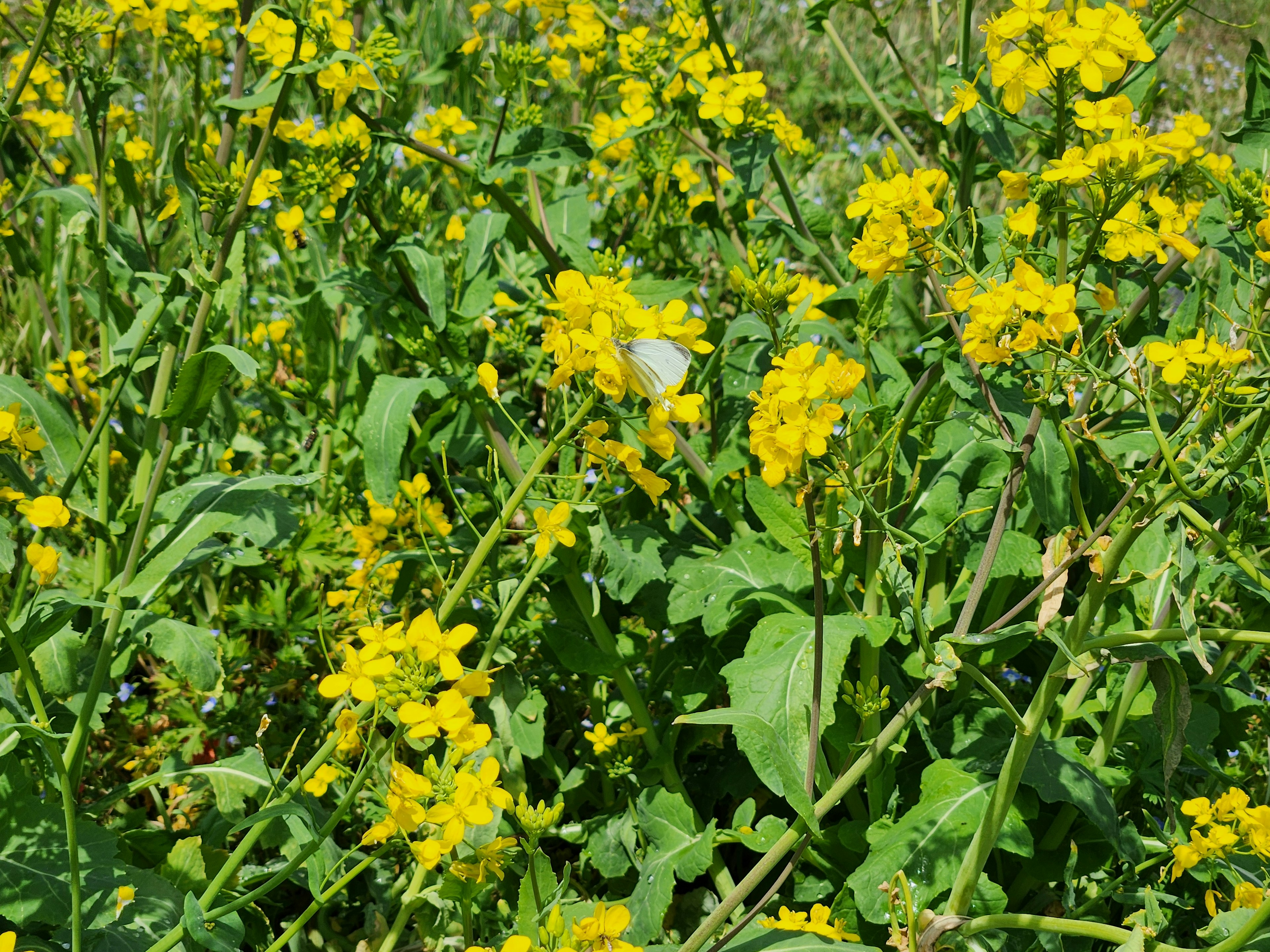 黄色い花が咲いている草地の風景