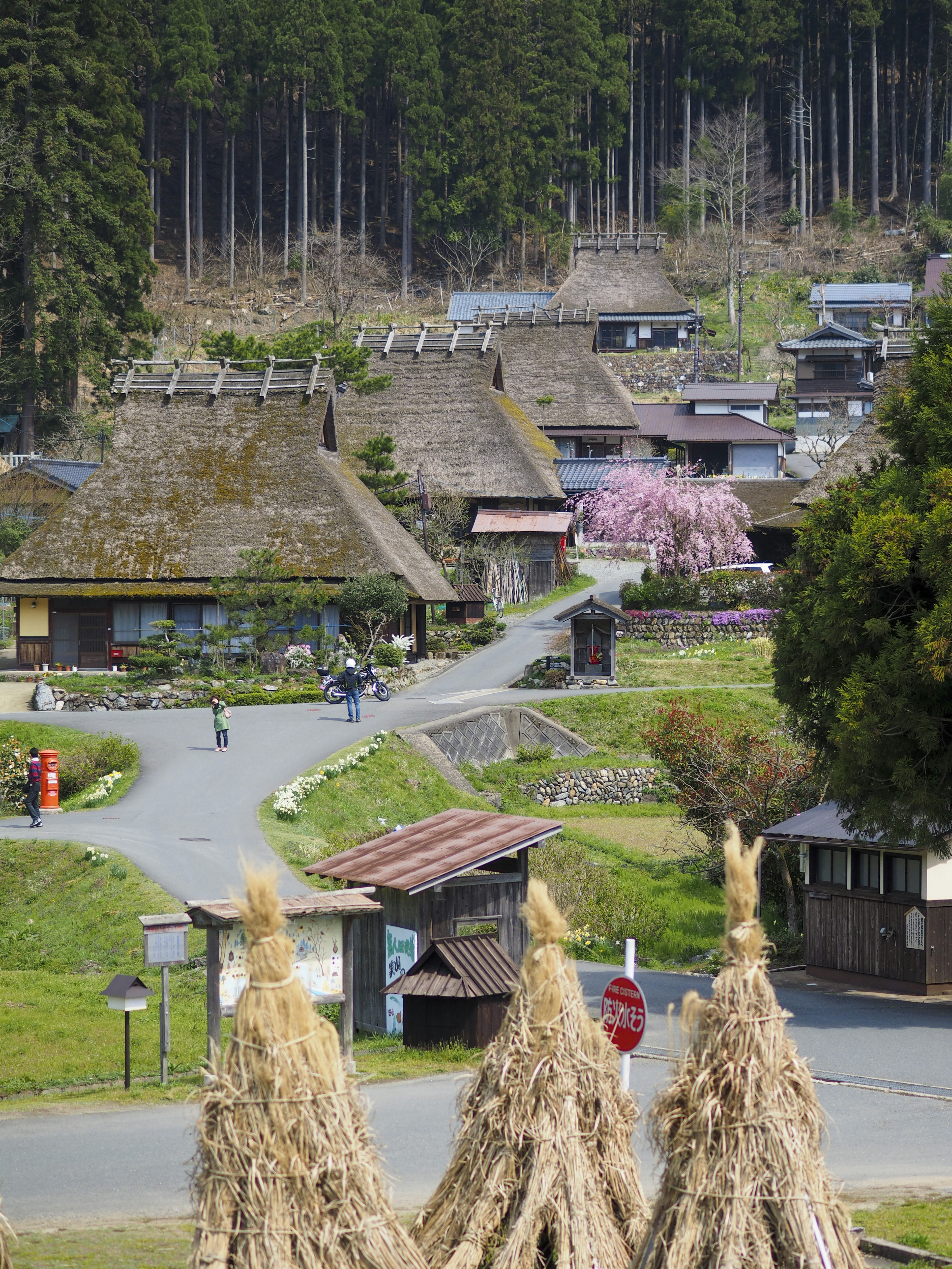 传统日本村庄景观，有茅草屋顶的房屋和樱花树