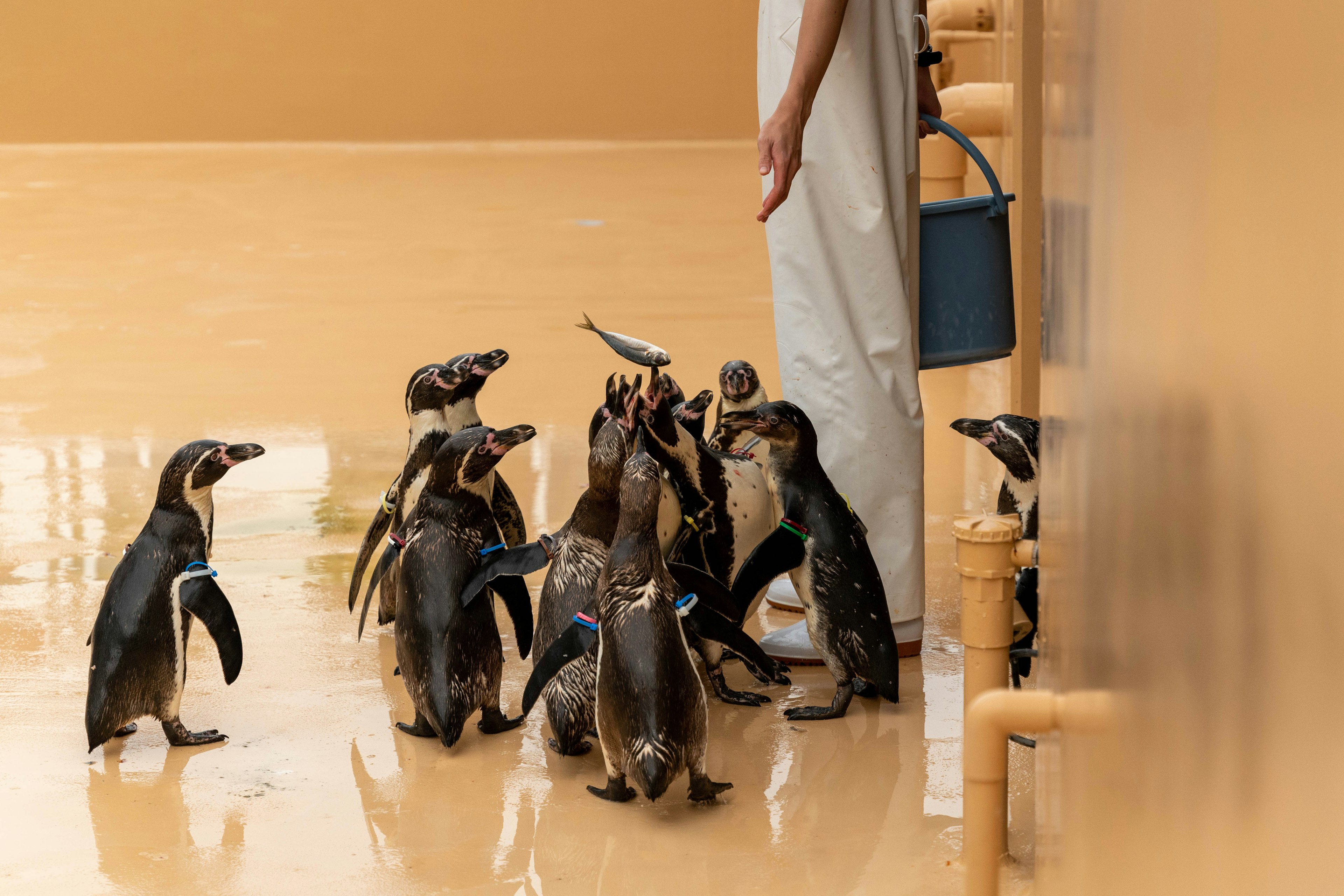 Eine Gruppe von Pinguinen, die sich in der Nähe einer Person versammelt hat