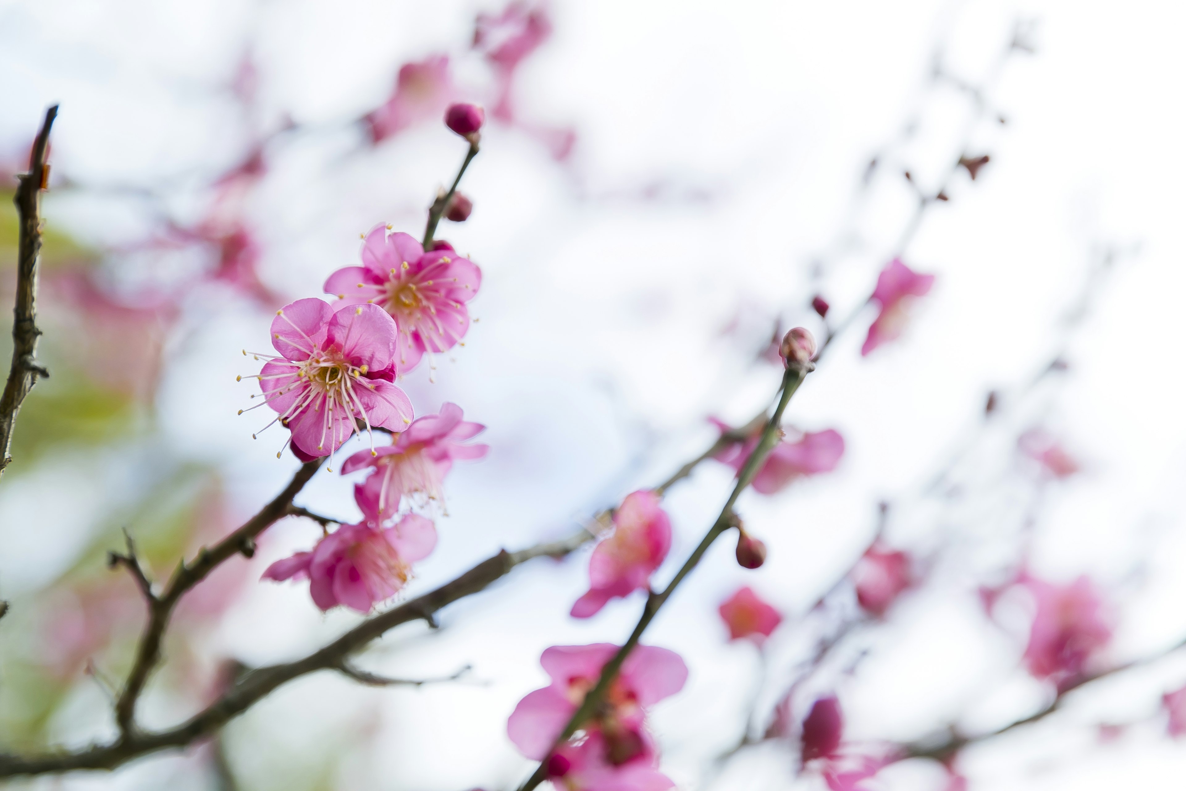 樱花枝条的特写，带有粉红色花朵