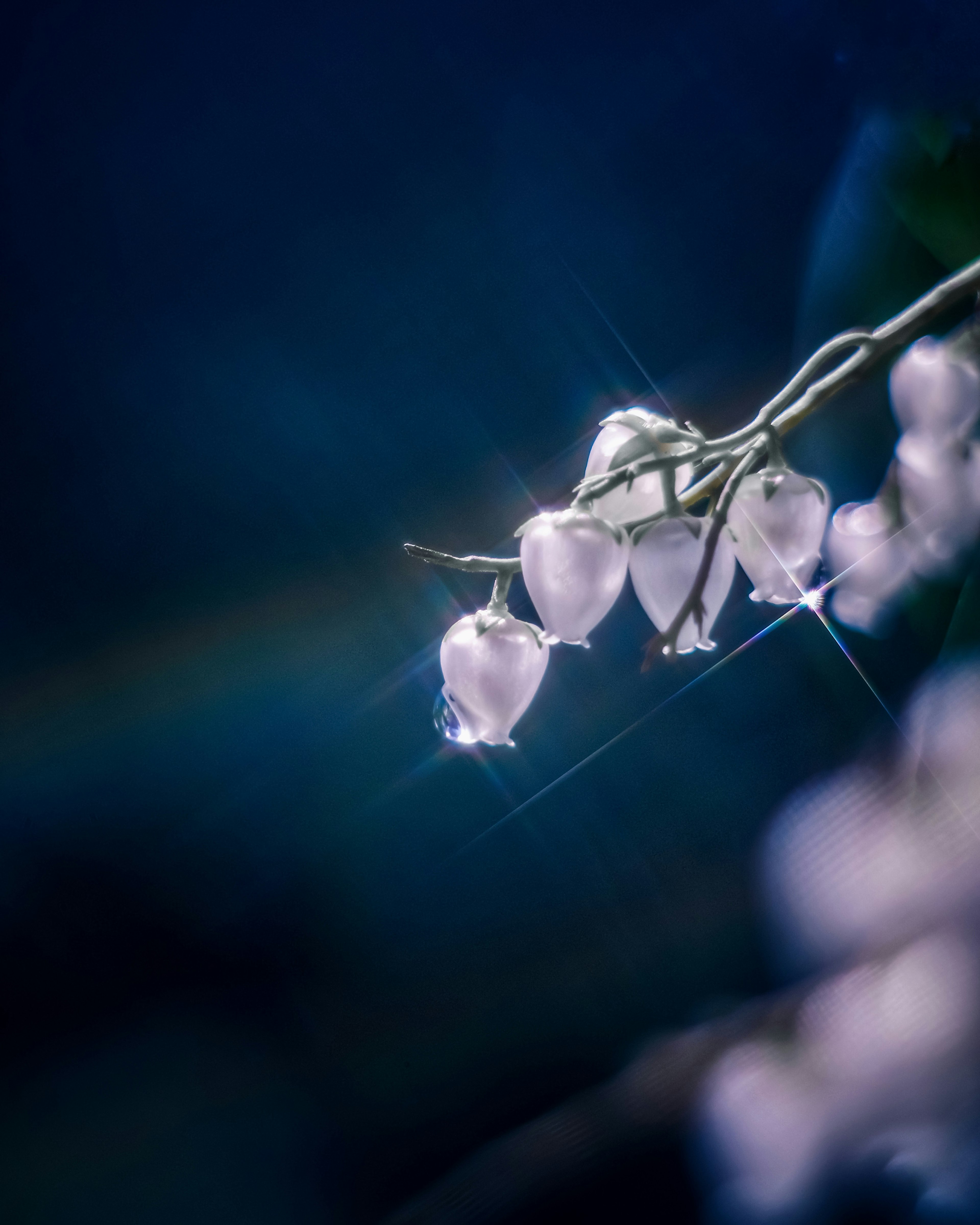 Une branche avec des pétales violets clairs scintillant sur fond bleu