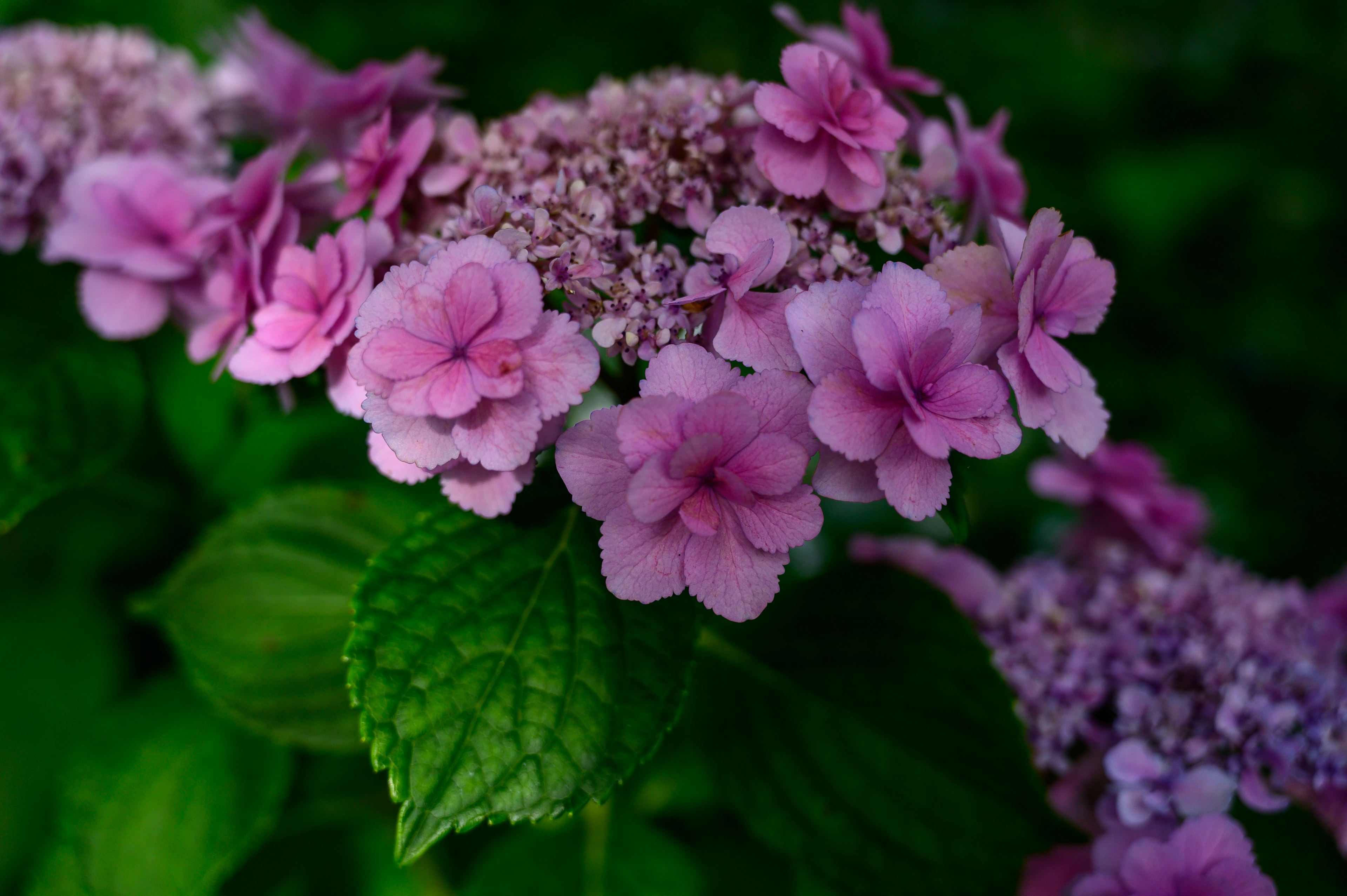 紫色の花が咲くアジサイの近接写真