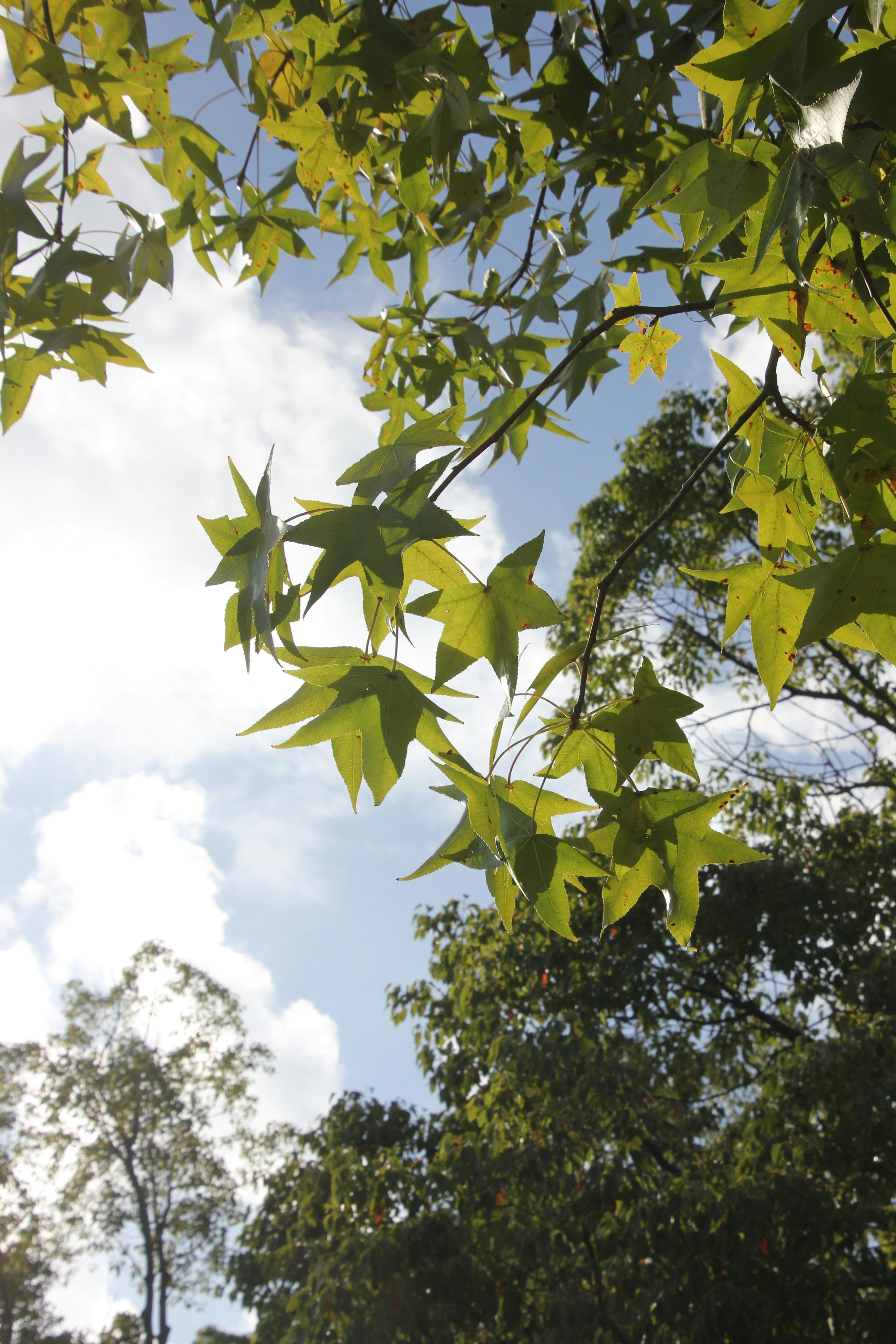 Lush green leaves against a bright blue sky