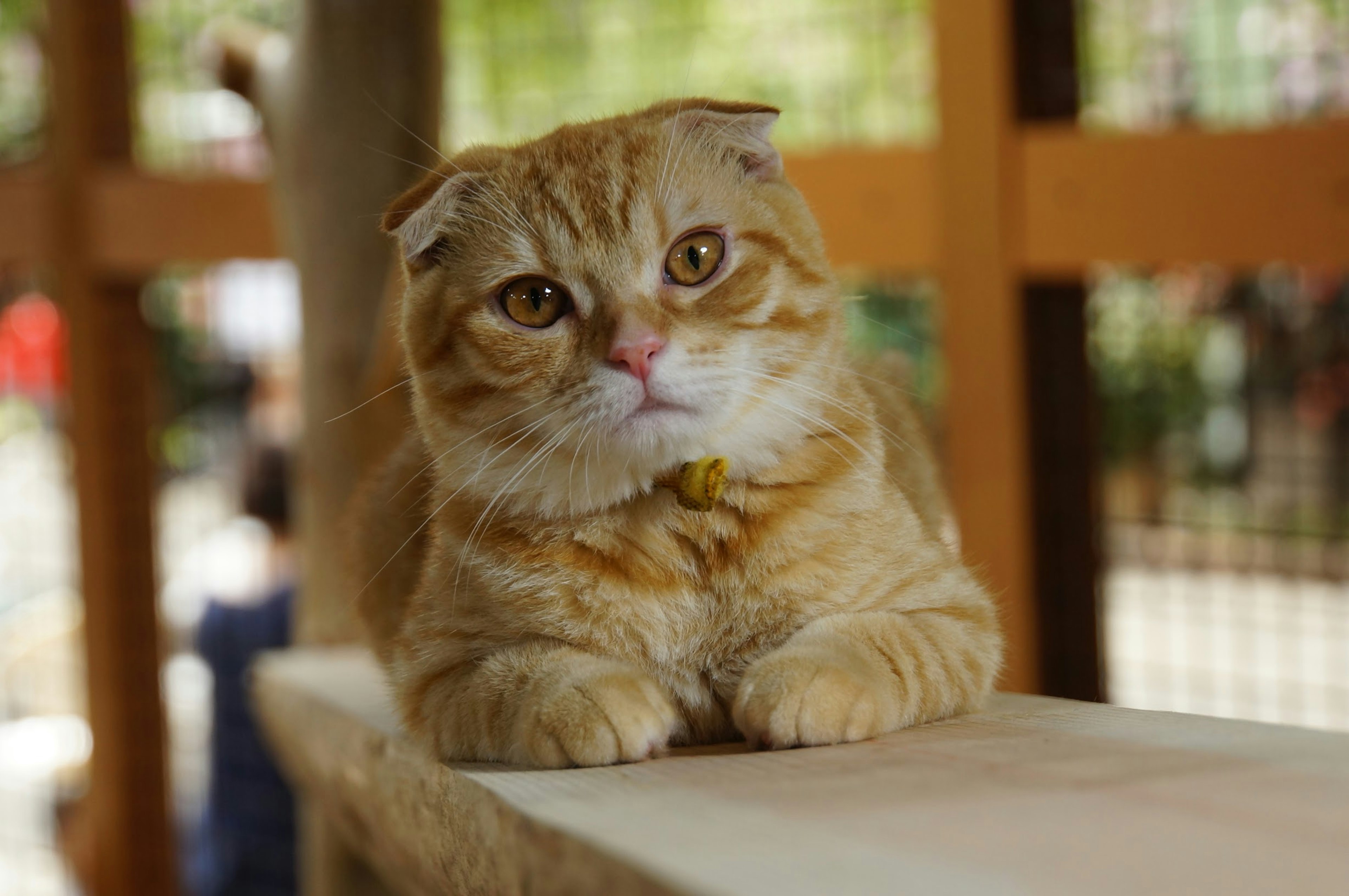 茶色のスコティッシュフォールドの猫が木のテーブルの上に座っている