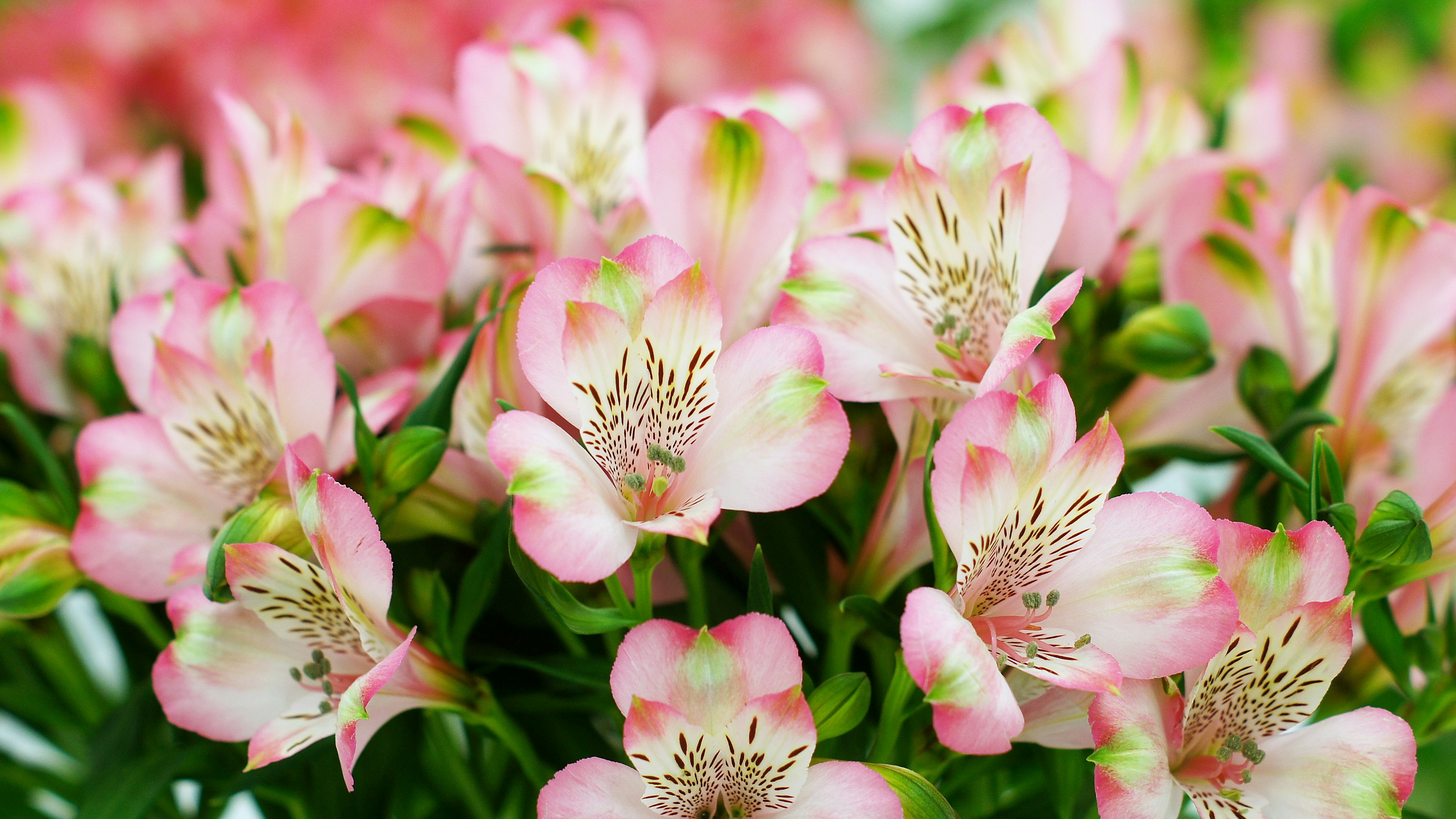 Strauß aus rosa Alstroemeria-Blumen mit zarten Blütenblättern