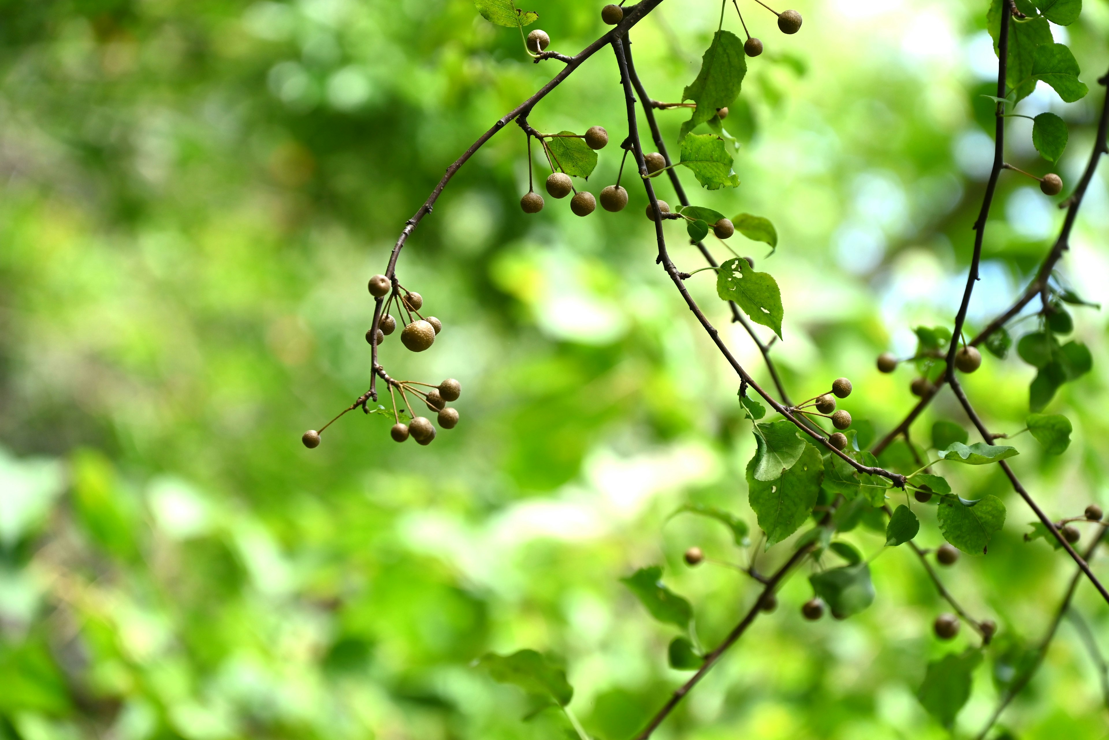 Close-up image of a branch with green leaves and small fruits