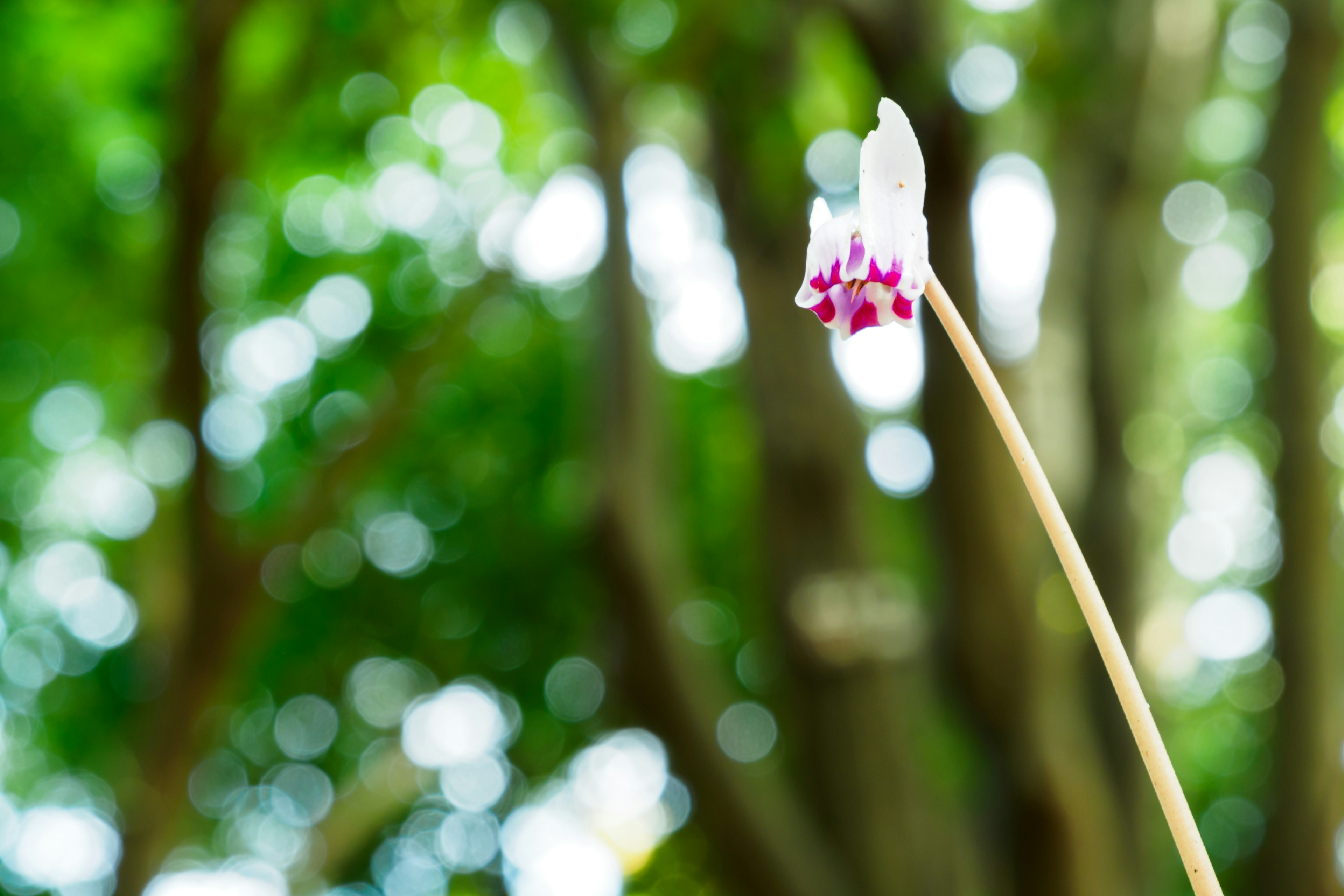 A delicate white flower with purple spots against a blurred green background