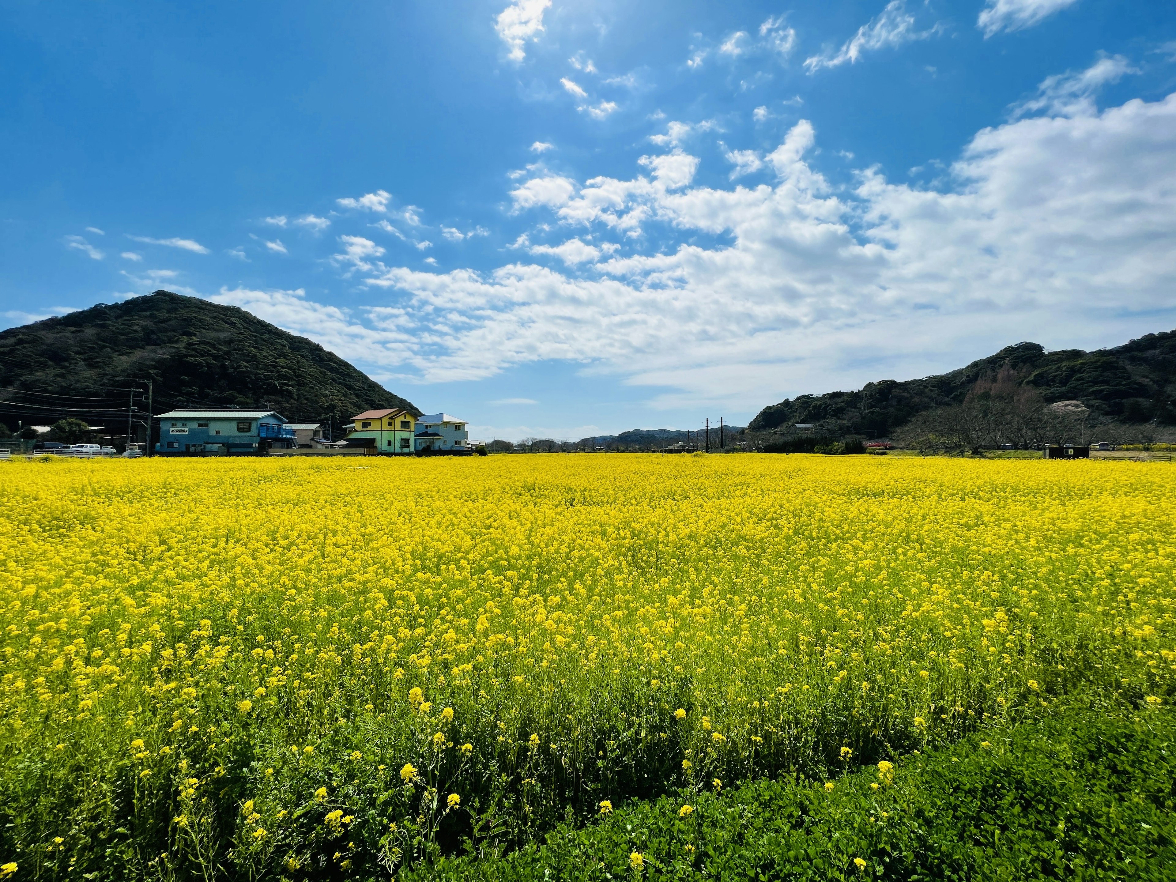 青空の下で広がる黄色い菜の花畑と山々