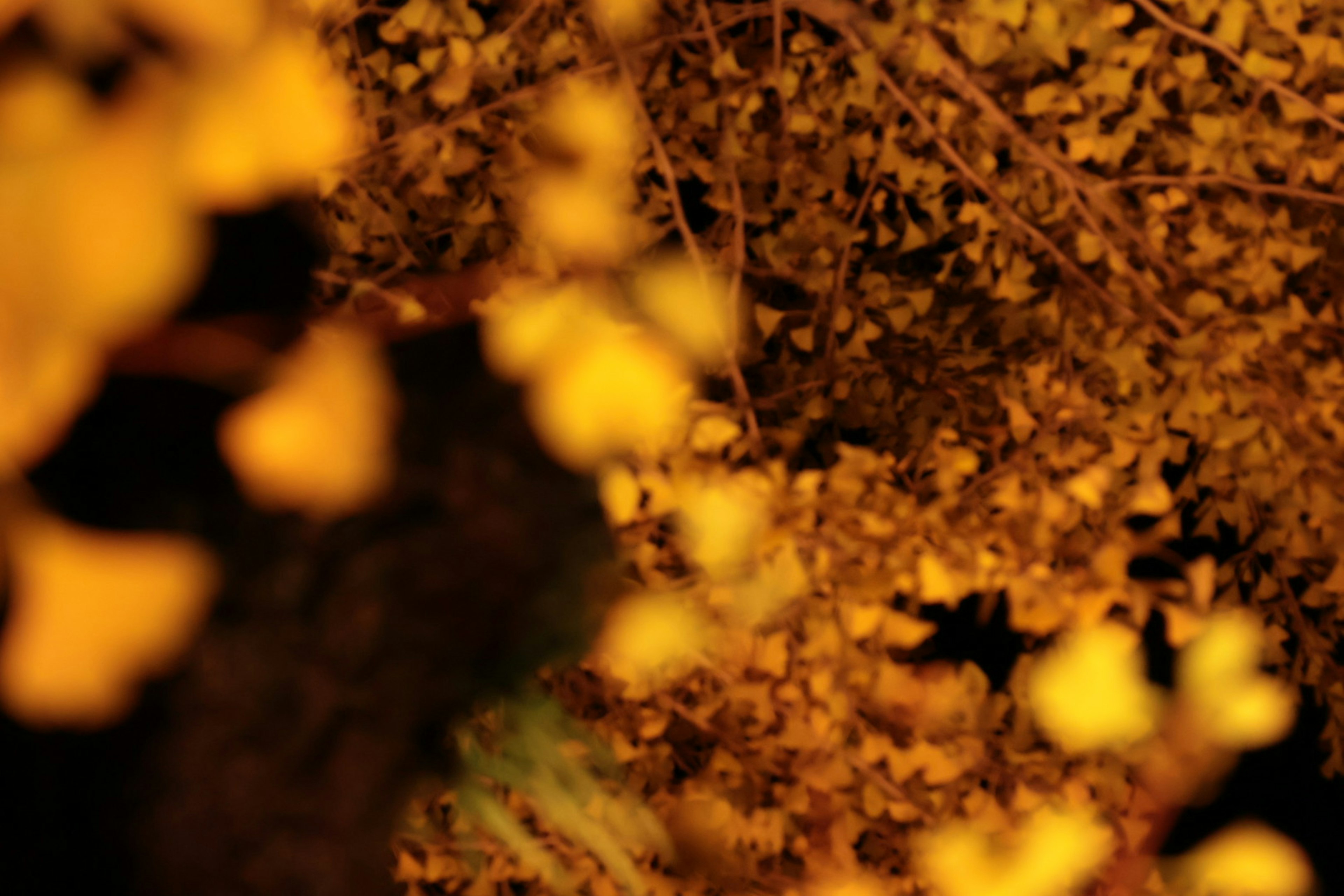 Scena autunnale con foglie gialle sparse