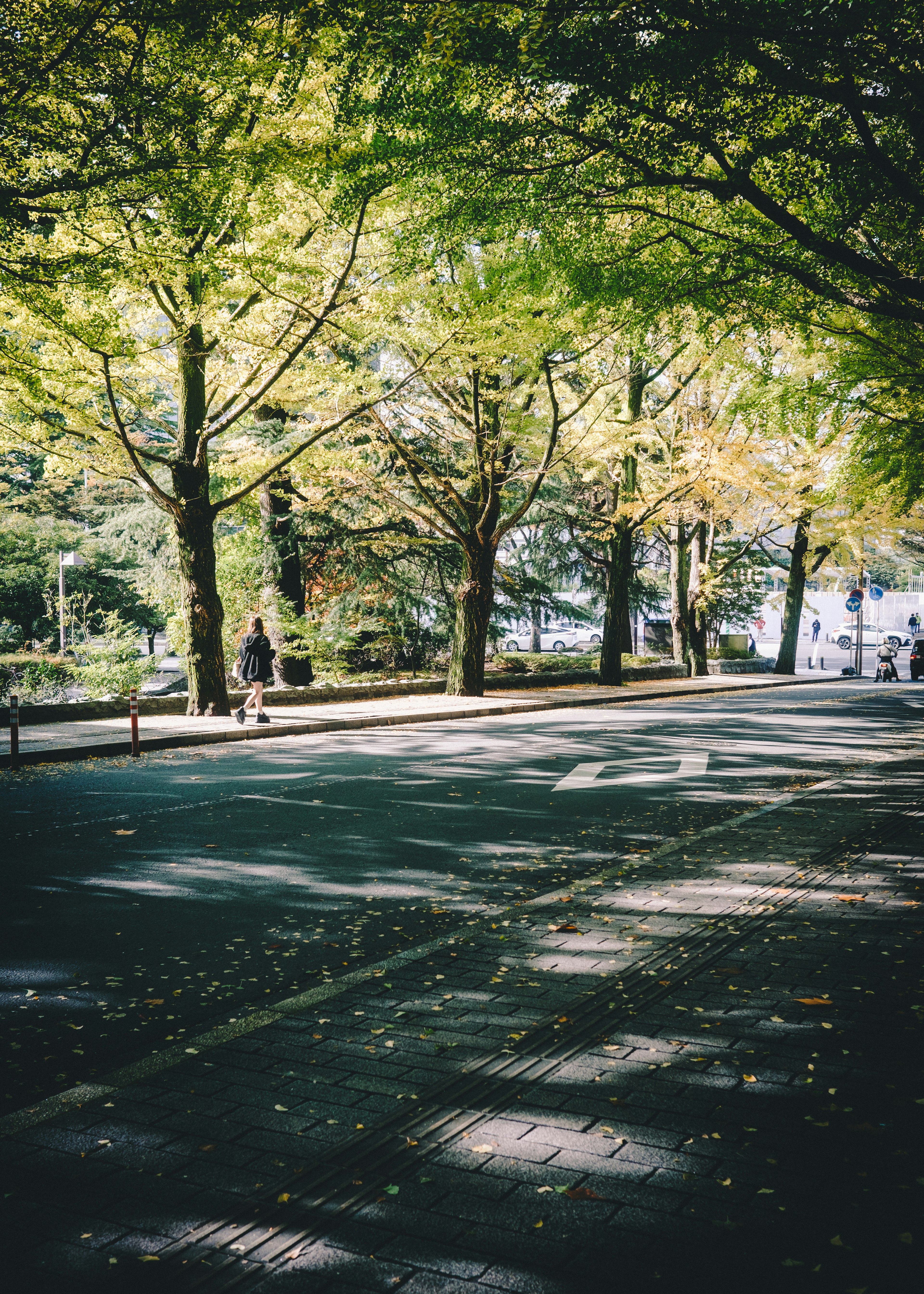 緑の木々と落ち葉がある静かな道