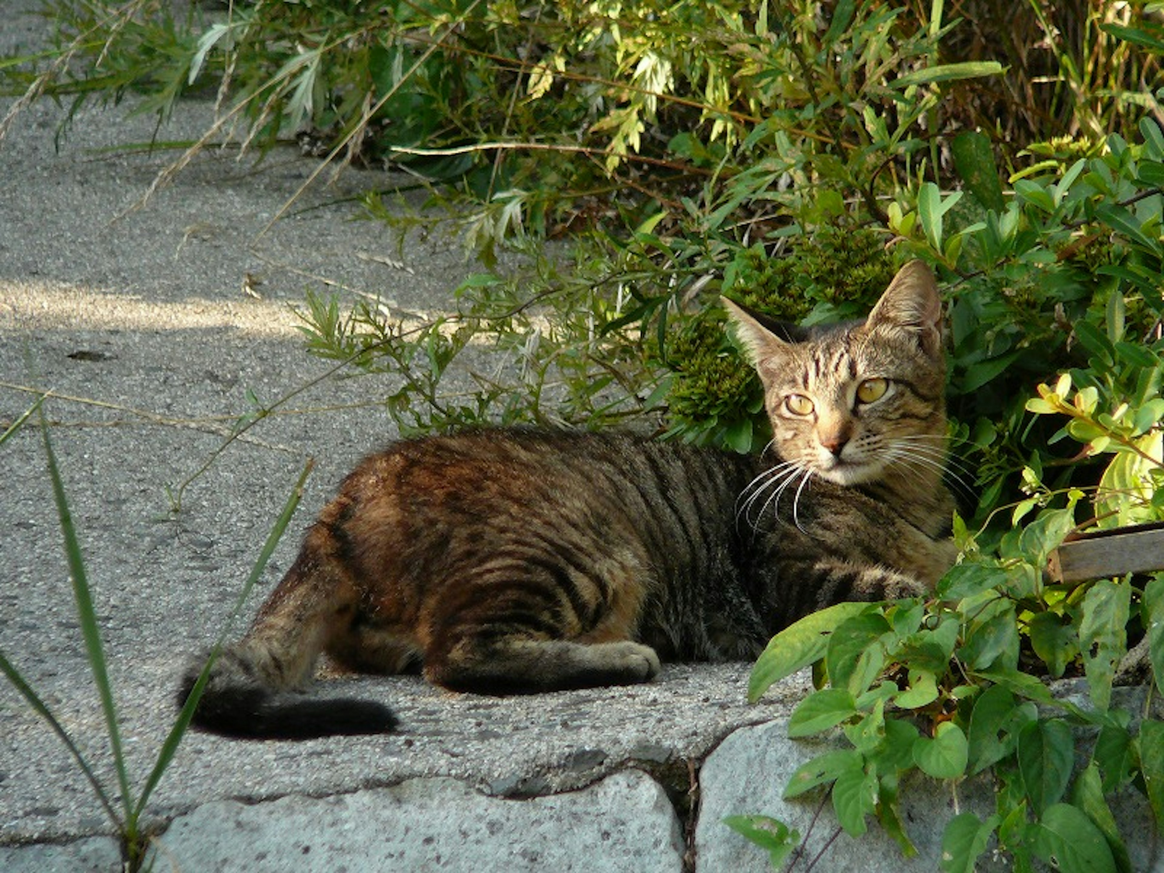 Kucing coklat bersantai di antara tanaman hijau