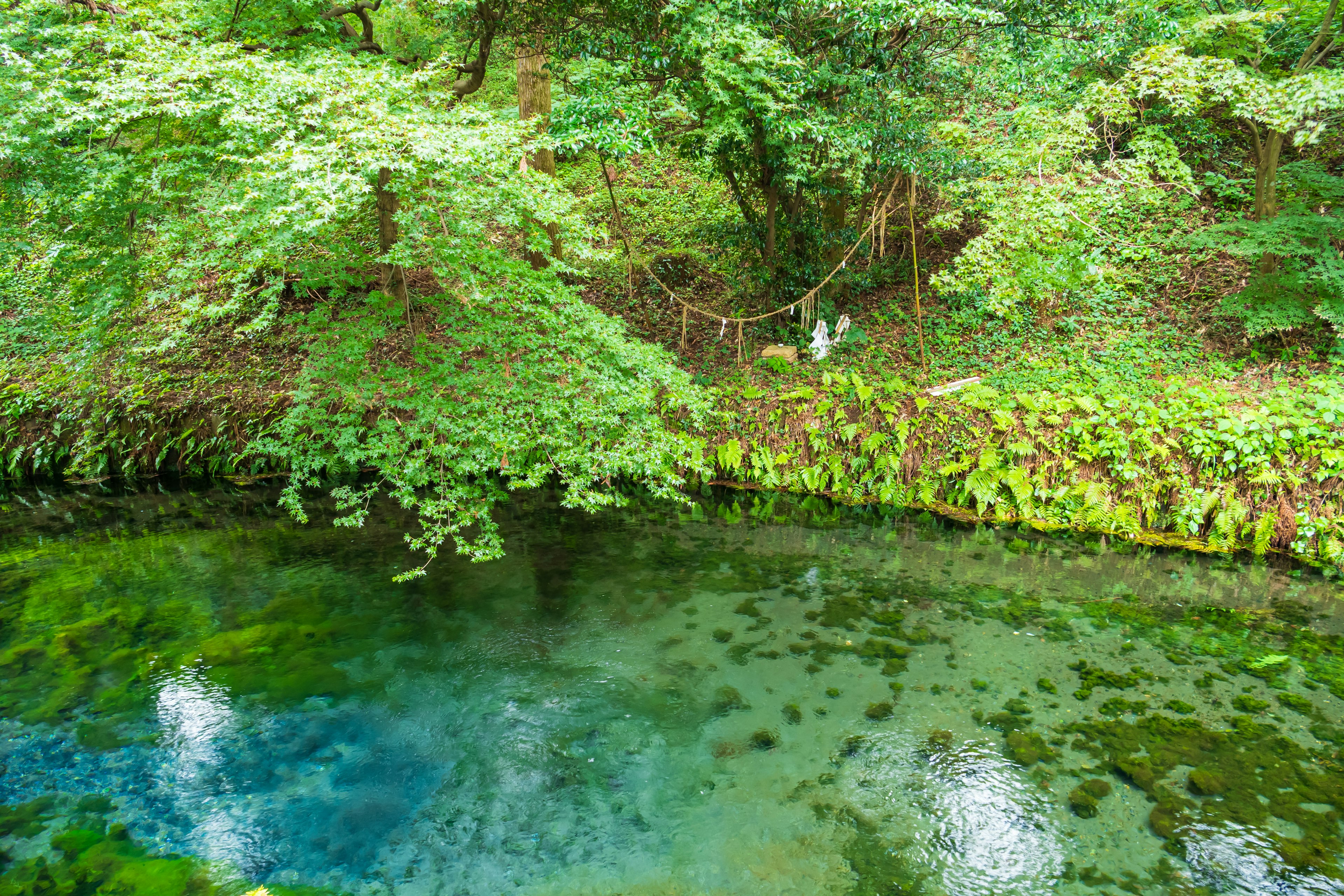 Vista panoramica di uno stagno chiaro circondato da vegetazione lussureggiante