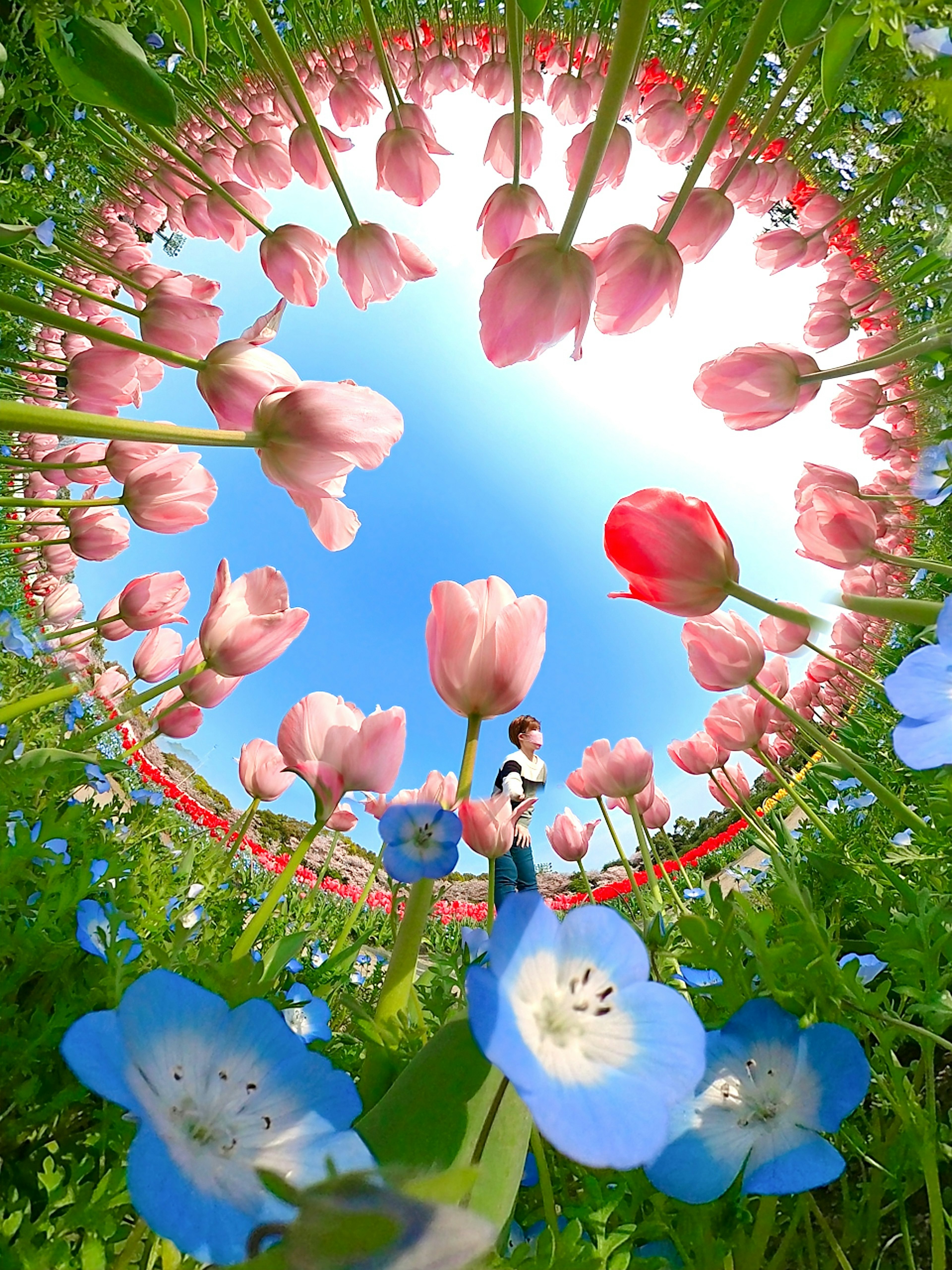 A vibrant scene of pink tulips and blue nemophila flowers under a clear blue sky