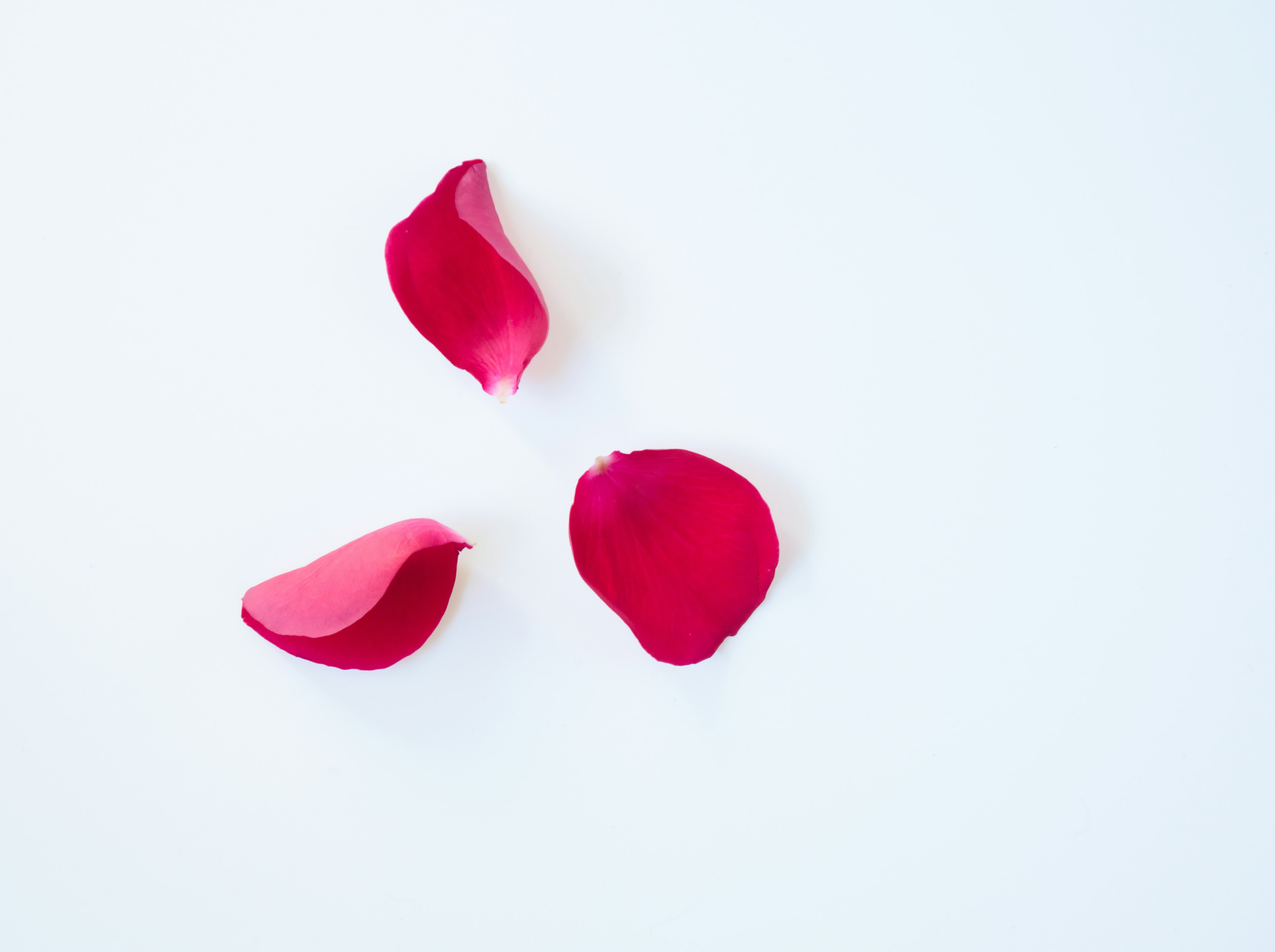 Tres pétalos de rosa rojos sobre un fondo blanco