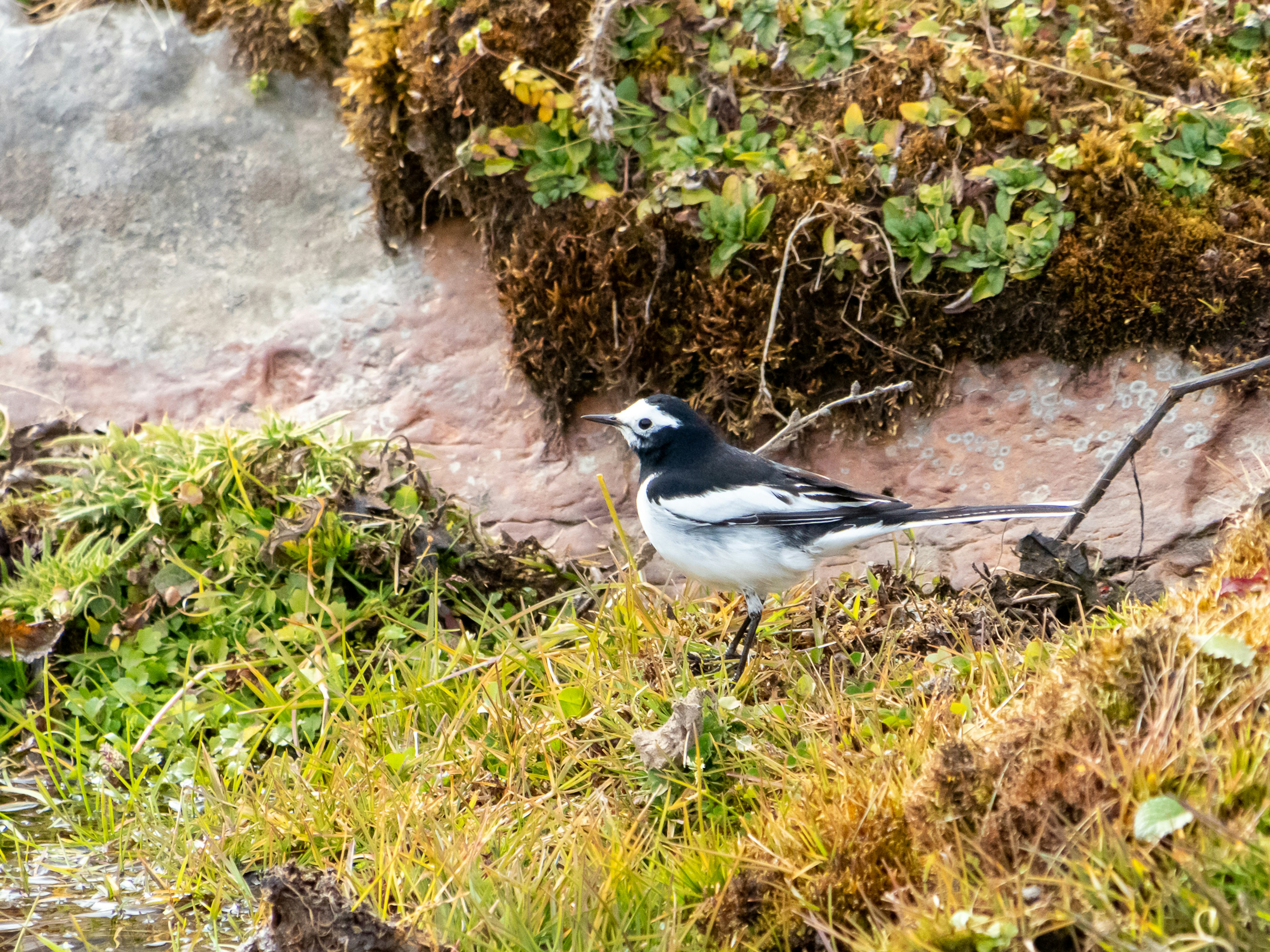 Un petit oiseau noir et blanc se tenant parmi l'herbe verte