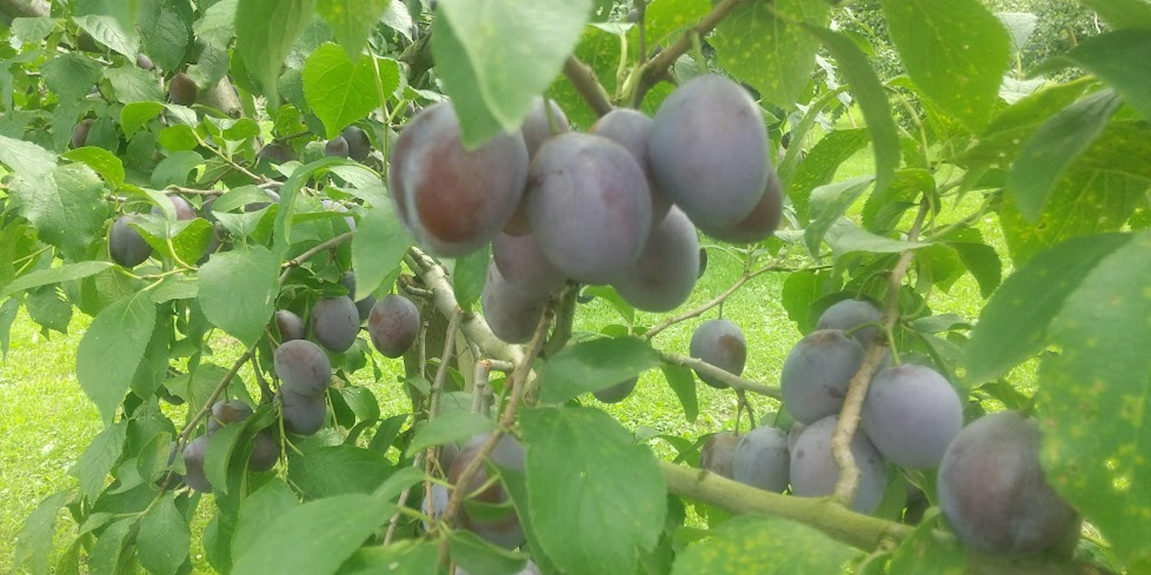 Prugne viola che crescono su un ramo d'albero circondato da foglie verdi