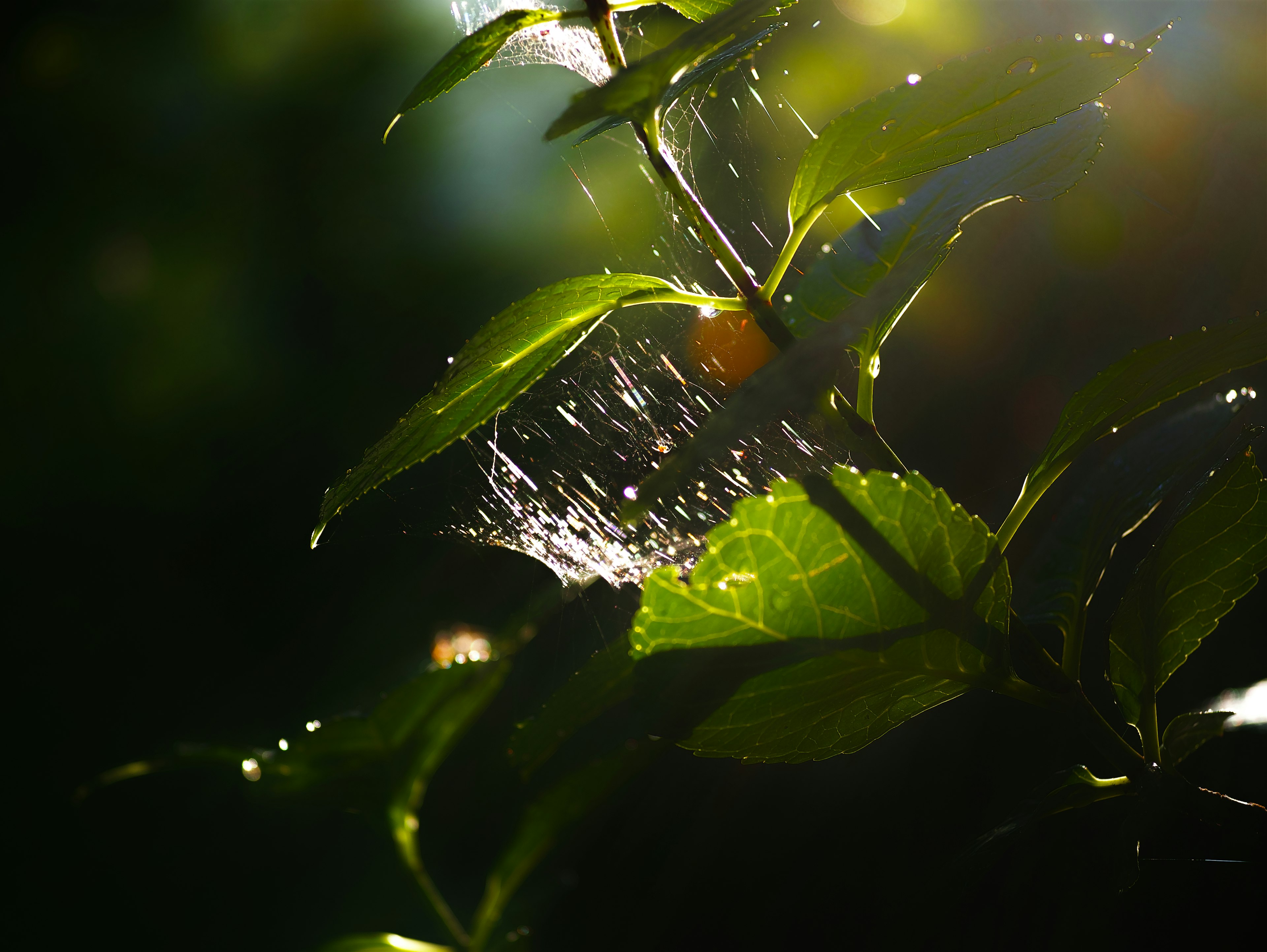 Una bella scena naturale con gocce che brillano sulle foglie