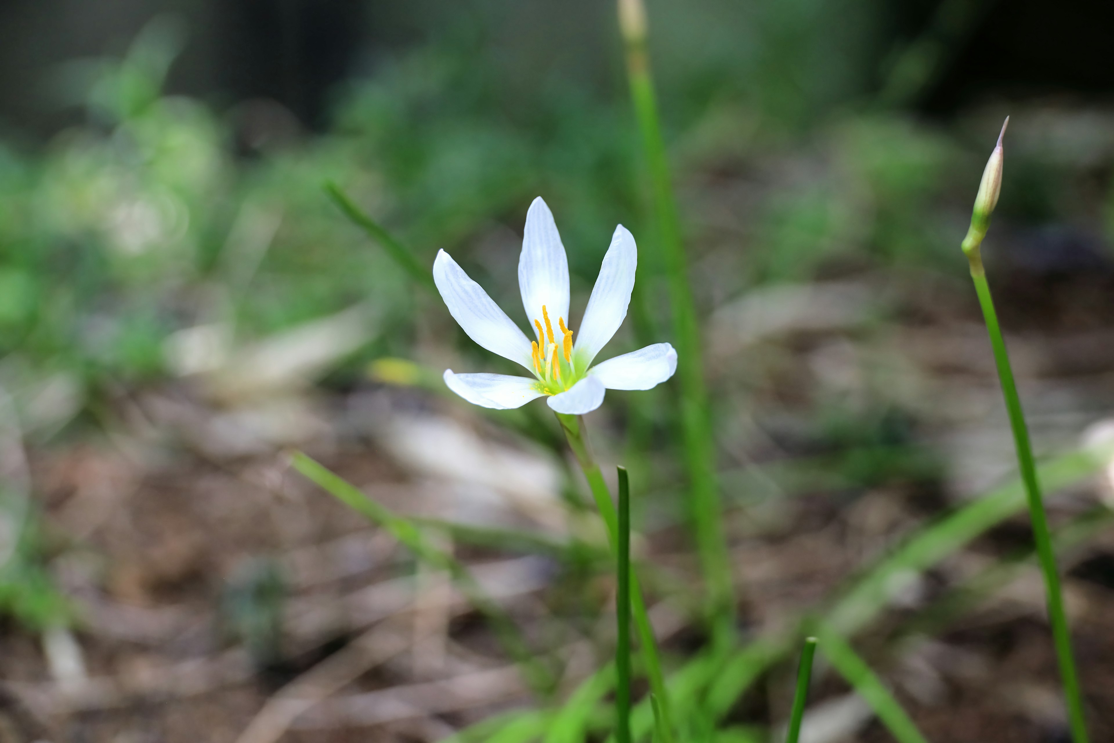 Eine weiße Blume blüht zwischen grünem Gras