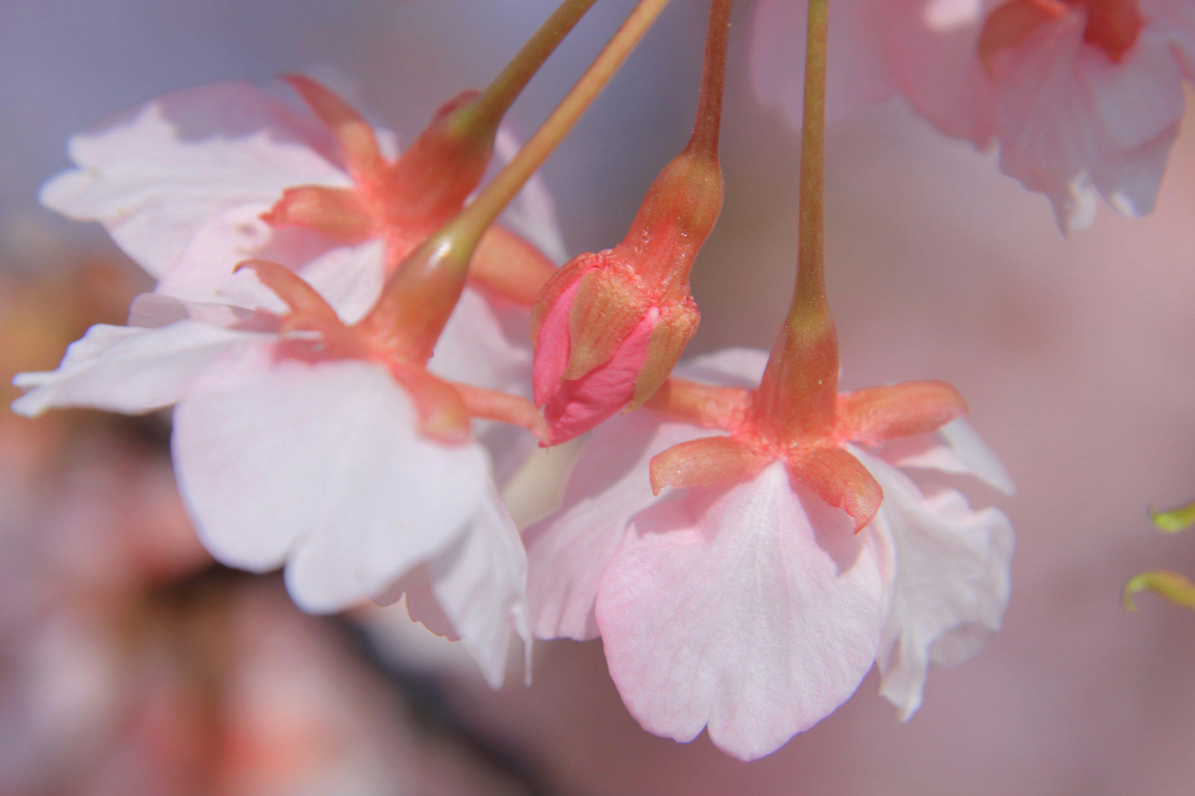 Zarte rosa Kirschblütenblätter in Blüte